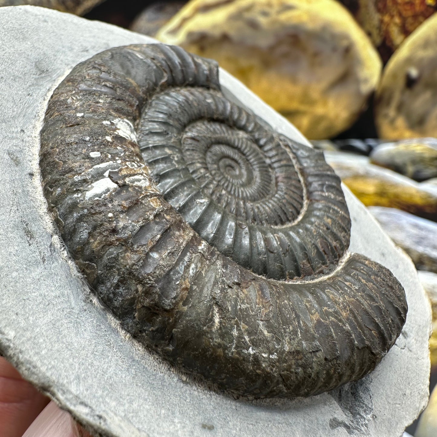 Dactylioceras ammonite fossil - Whitby, North Yorkshire Jurassic Coast