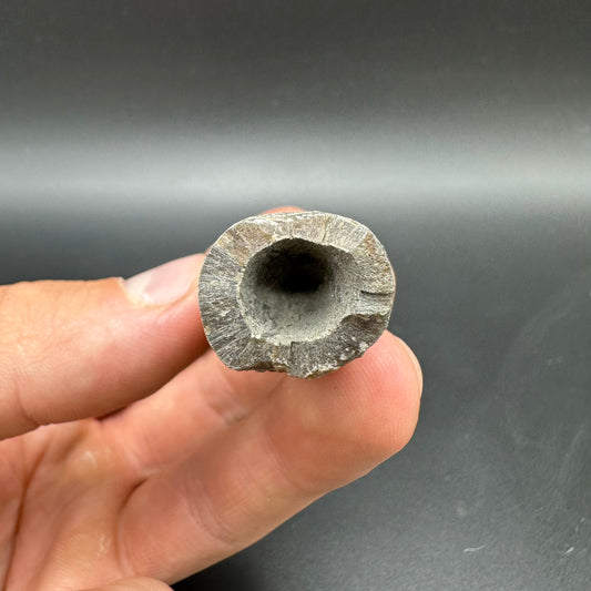 Belemnite (Fossil Squid) shell fossil - Whitby, North Yorkshire Jurassic Coast Yorkshire Fossils