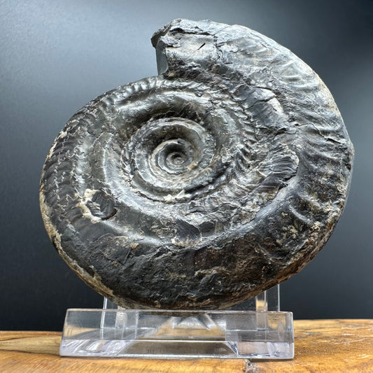 Hildoceras Bifrons Ammonite fossil with box and stand - Whitby, North Yorkshire Jurassic Coast, Yorkshire Fossils from the Jurassic Coast