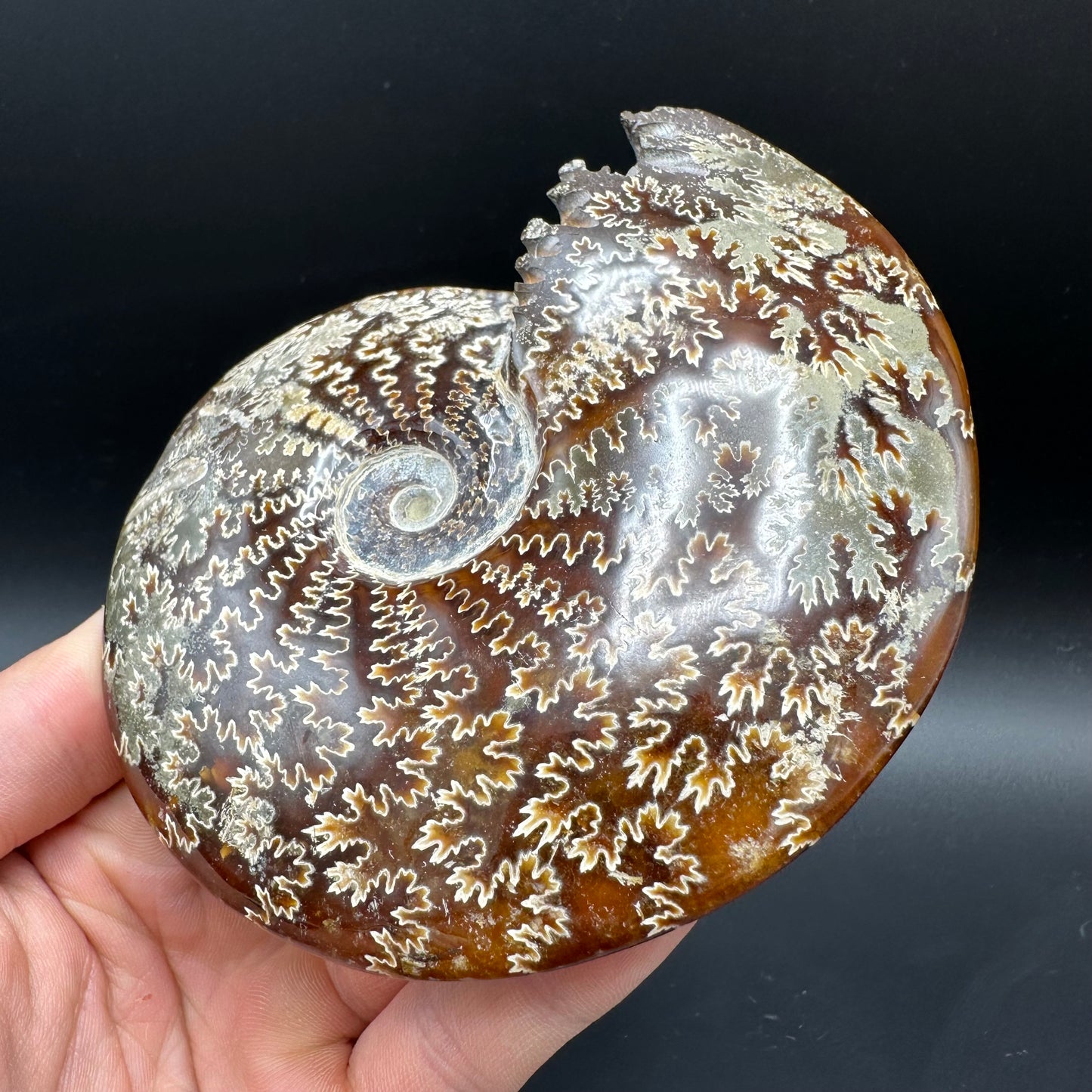 Cleoniceras Ammonite Fossil With Box And Stand - Cretaceous Ammonite Madagascar
