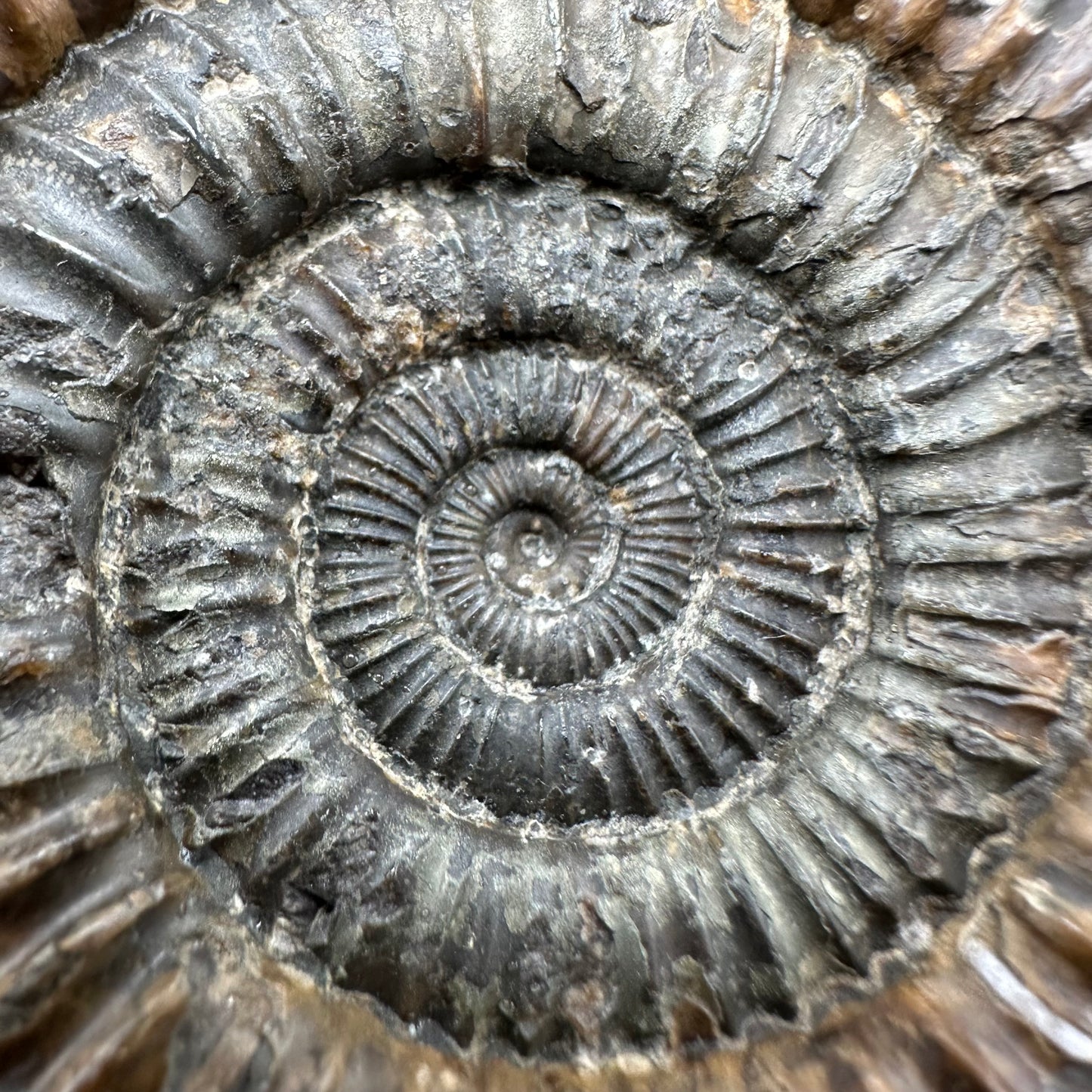 Dactylioceras Ammonite Fossil With Box And Stand - Whitby, North Yorkshire Jurassic Coast Yorkshire Fossils