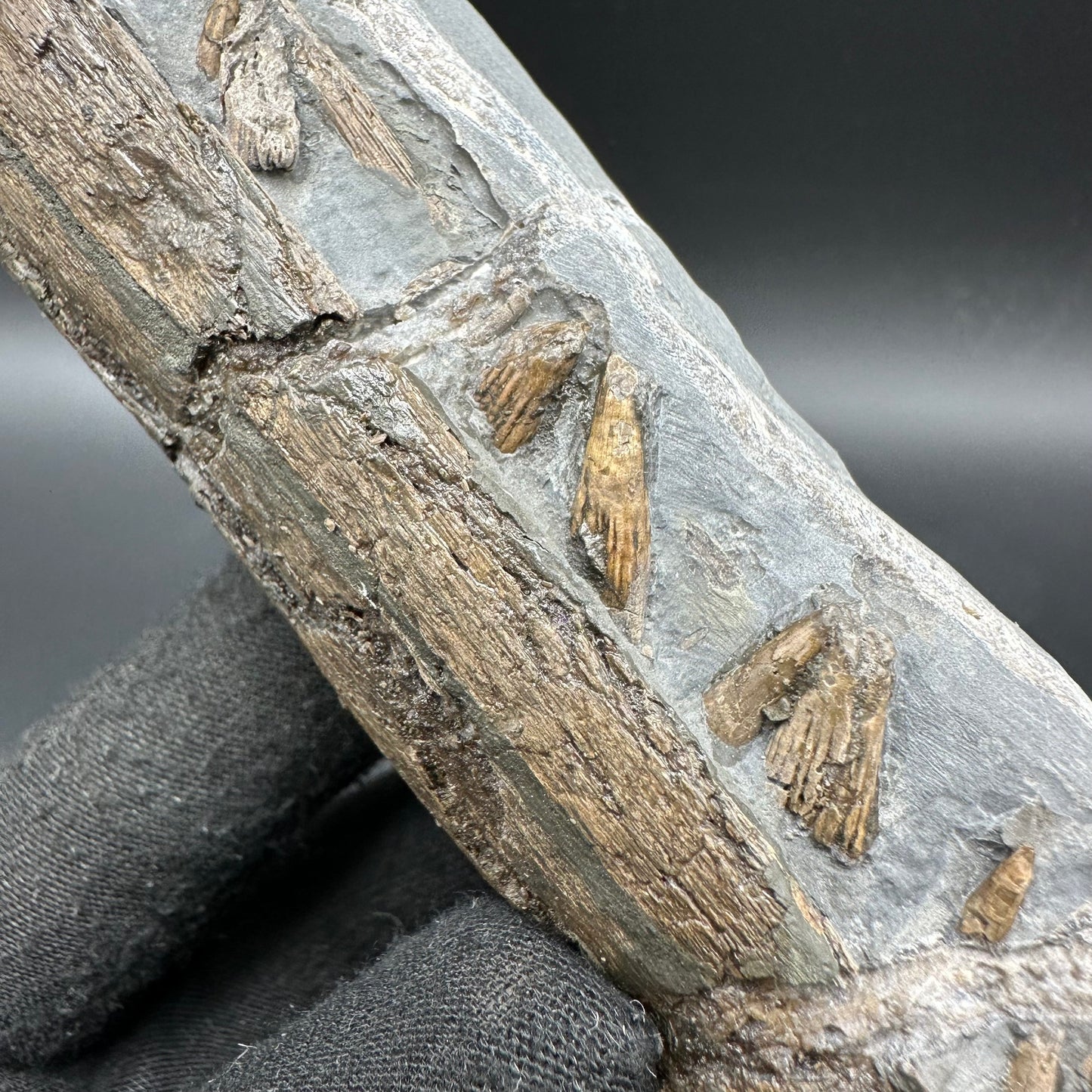 Ichthyosaur Partial Jaw fossil - Whitby, North Yorkshire Jurassic Coast, Yorkshire fossils