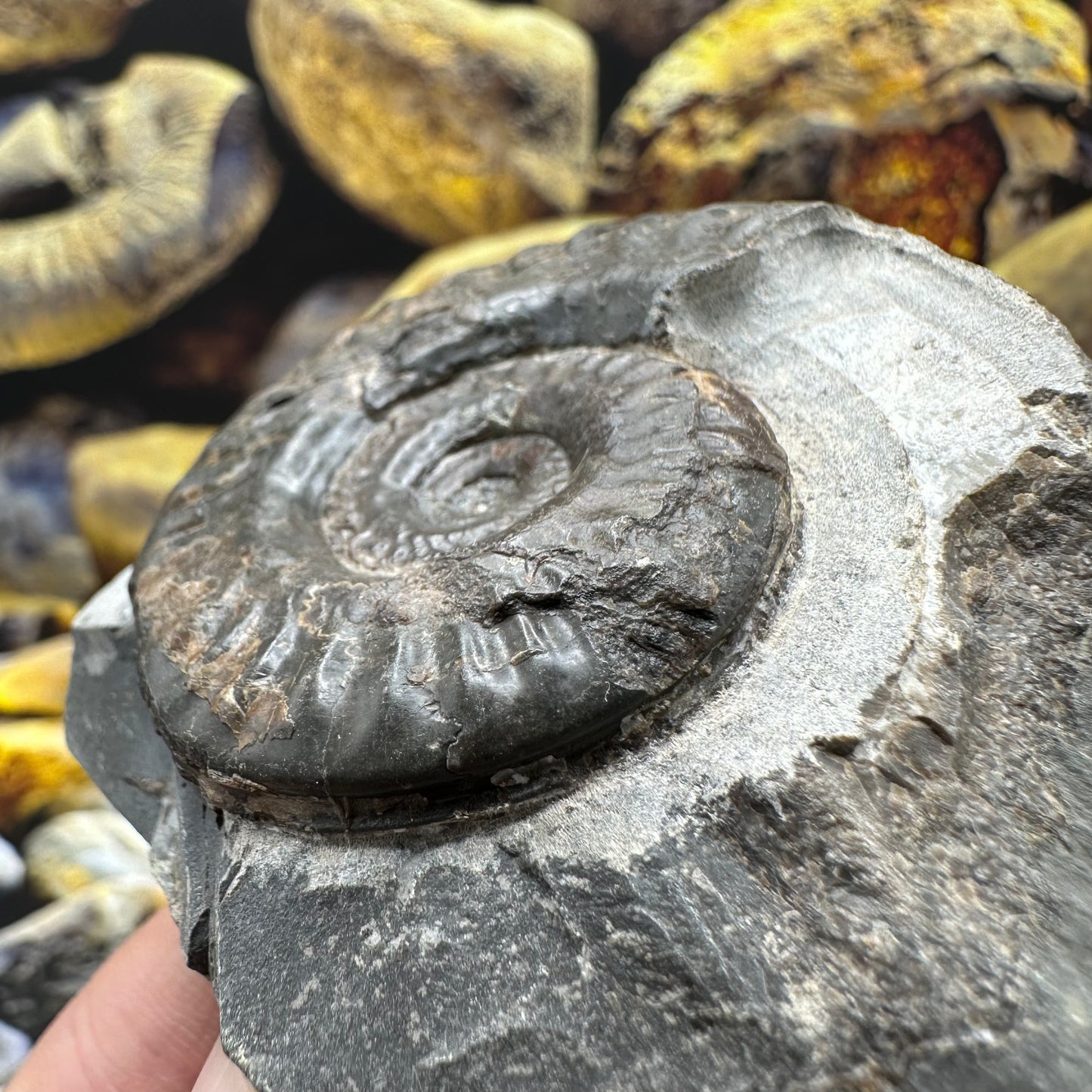 Hildoceras lusitanicum ammonite fossil - Whitby, North Yorkshire, Jurassic Coast, Yorkshire Fossils