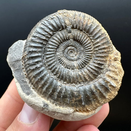 Dactylioceras Ammonite nodule (split pair) Fossil With Box And Stand - Whitby, North Yorkshire Jurassic Coast Yorkshire Fossils