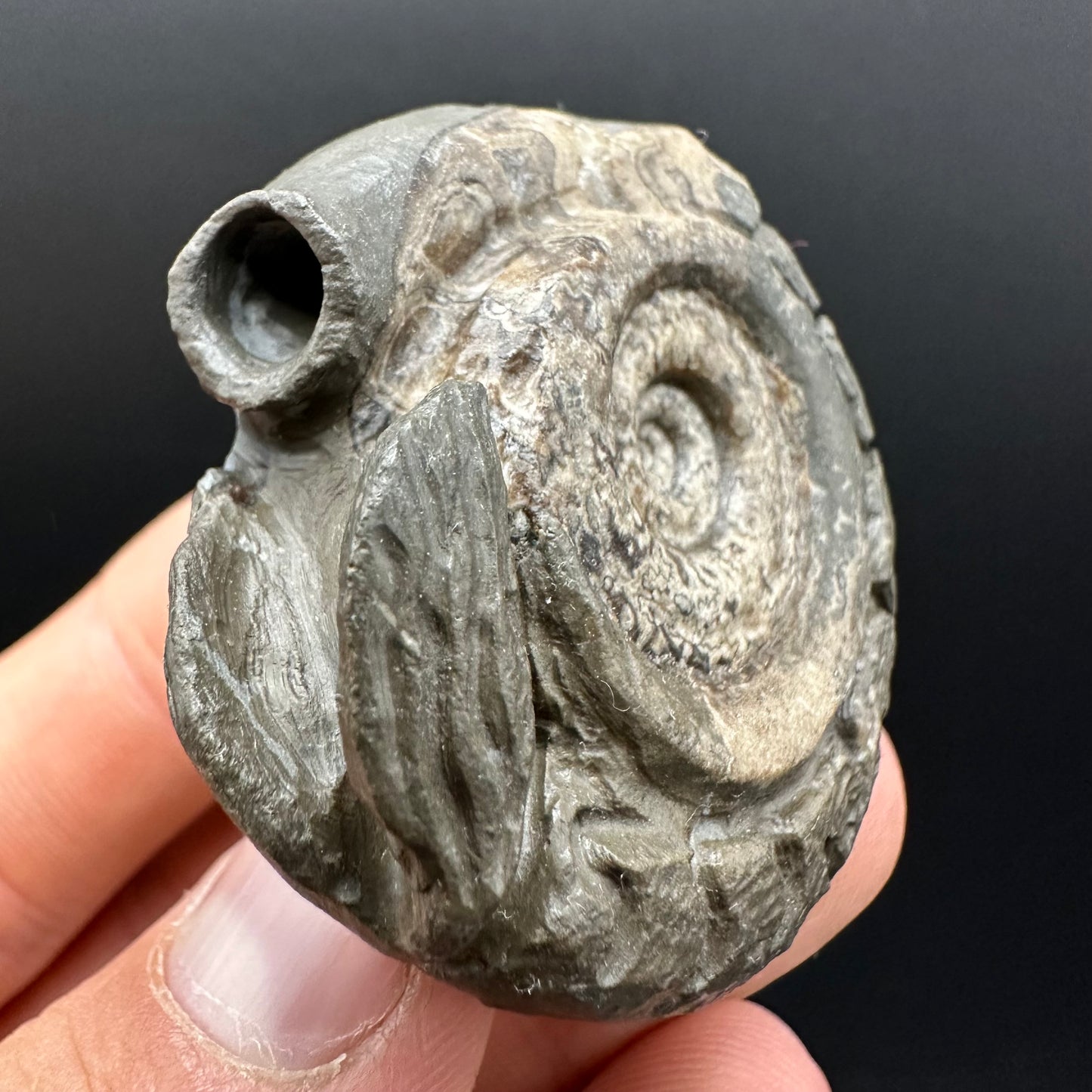 Snakestone Ammonite Fossil With Bag/Box And Stand - Whitby, North Yorkshire Jurassic Coast Yorkshire Fossils