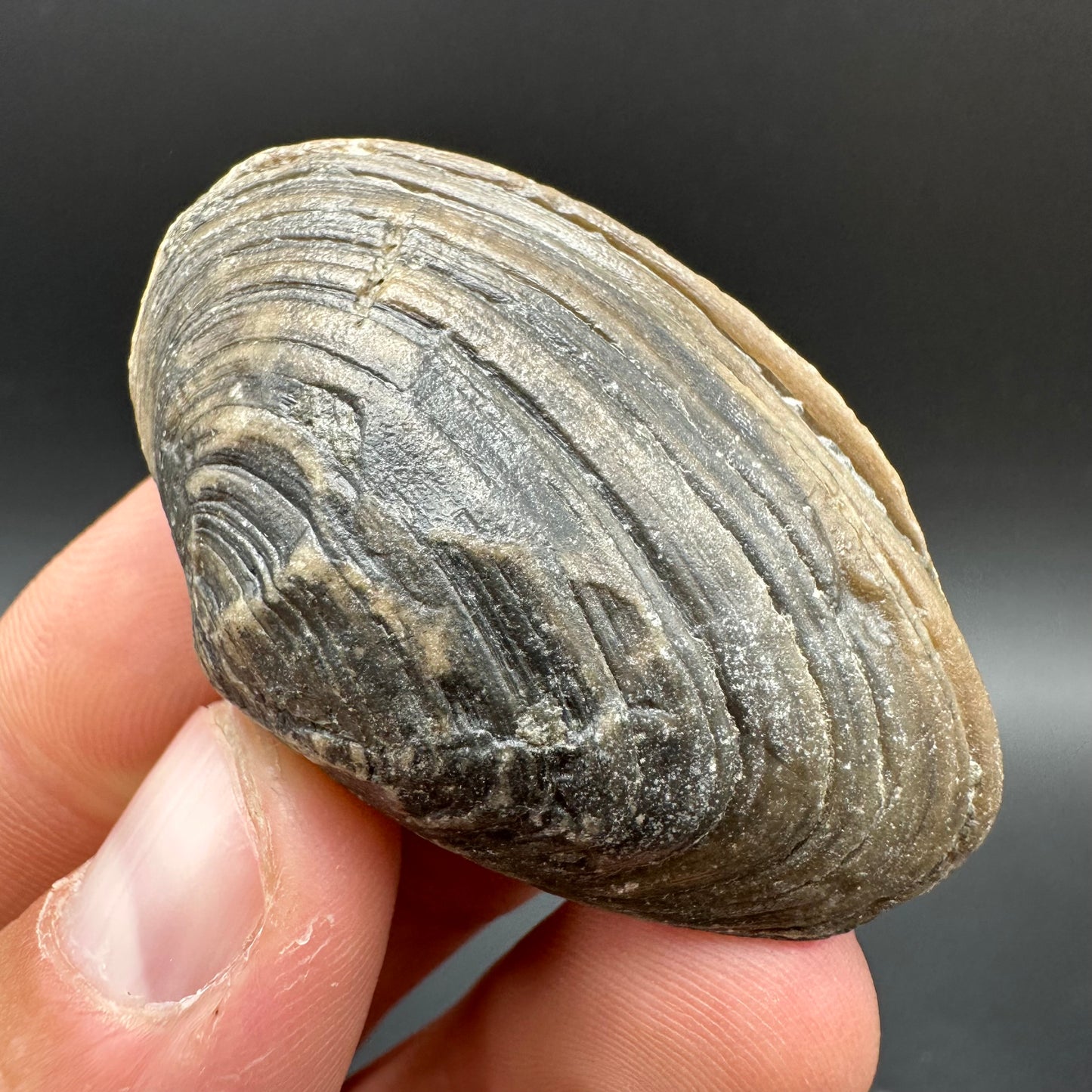 Shell fossil with box and stand - Whitby, North Yorkshire, Jurassic Coast, Yorkshire Fossils