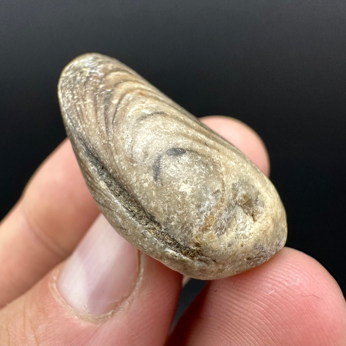 Shell fossil with box and stand - Whitby, North Yorkshire, Jurassic Coast, Yorkshire Fossils