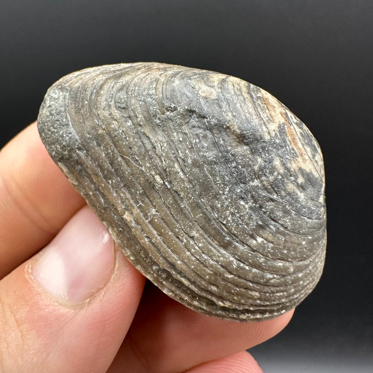 Shell fossil with box and stand - Whitby, North Yorkshire, Jurassic Coast, Yorkshire Fossils