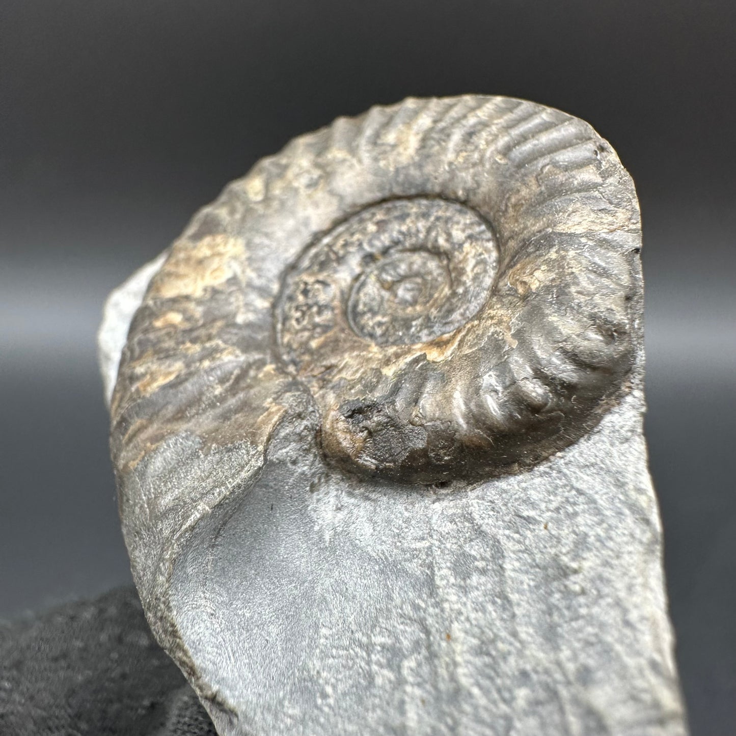 Grammoceras thoaurense Ammonite shell fossil with box and stand - Whitby, North Yorkshire, Yorkshire Fossils from the Jurassic Coast