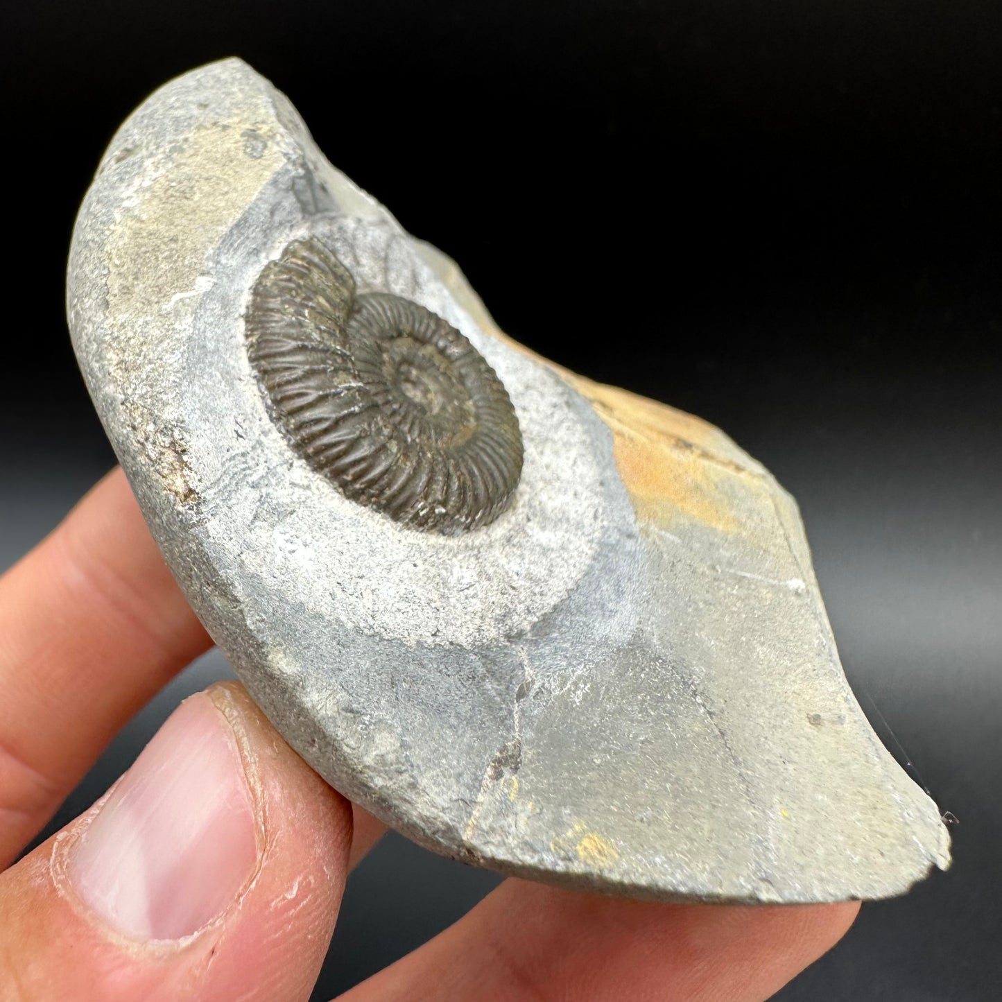 Dactylioceras Ammonite Fossil With Box And Stand - Whitby, North Yorkshire Jurassic Coast Yorkshire Fossils