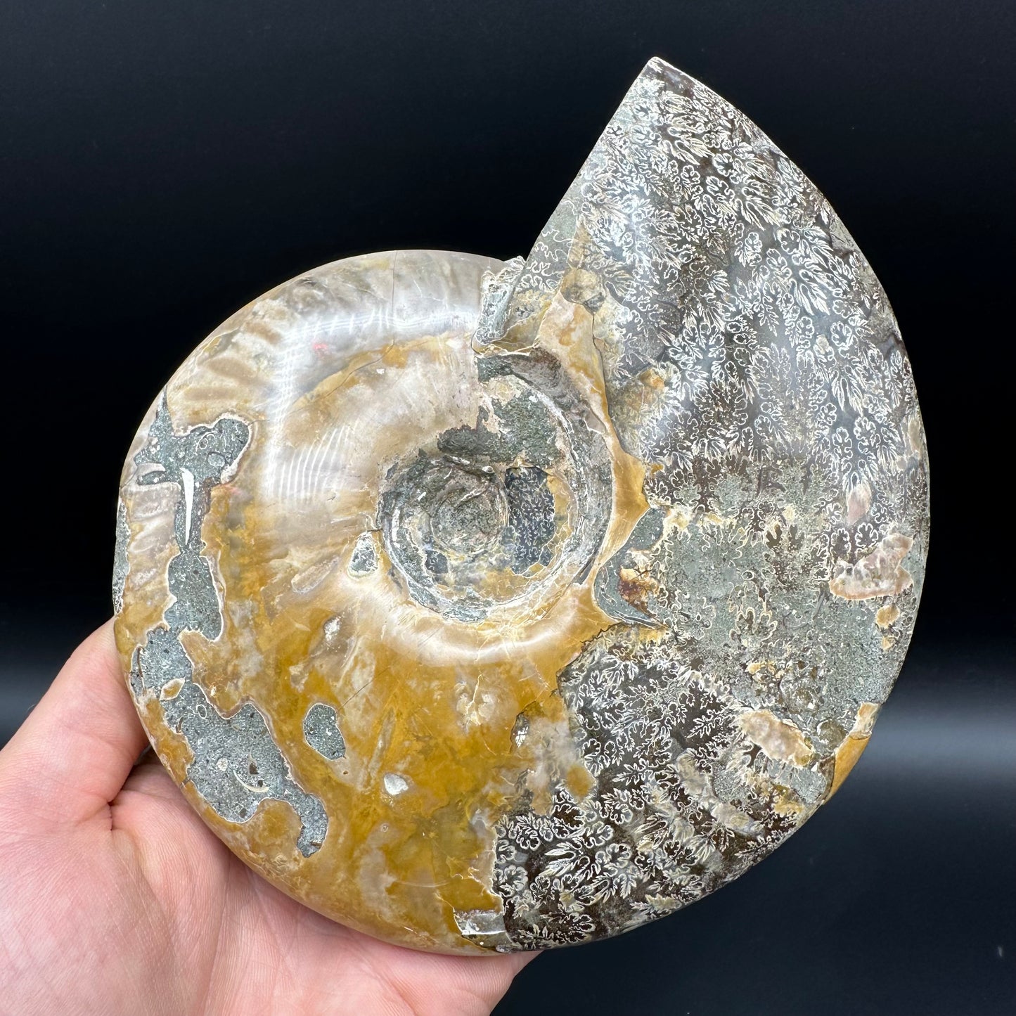 Cleoniceras Ammonite Fossil With Stand - Cretaceous Ammonite Madagascar