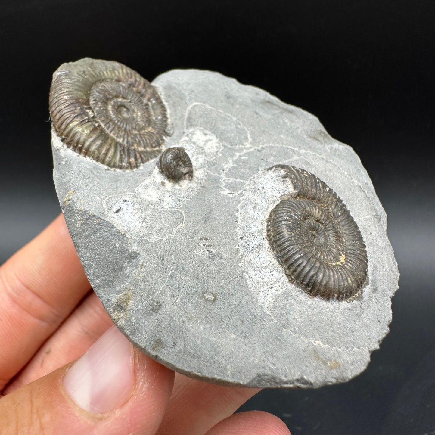 Dactylioceras Ammonite Fossil With Box And Stand - Whitby, North Yorkshire Jurassic Coast Yorkshire Fossils