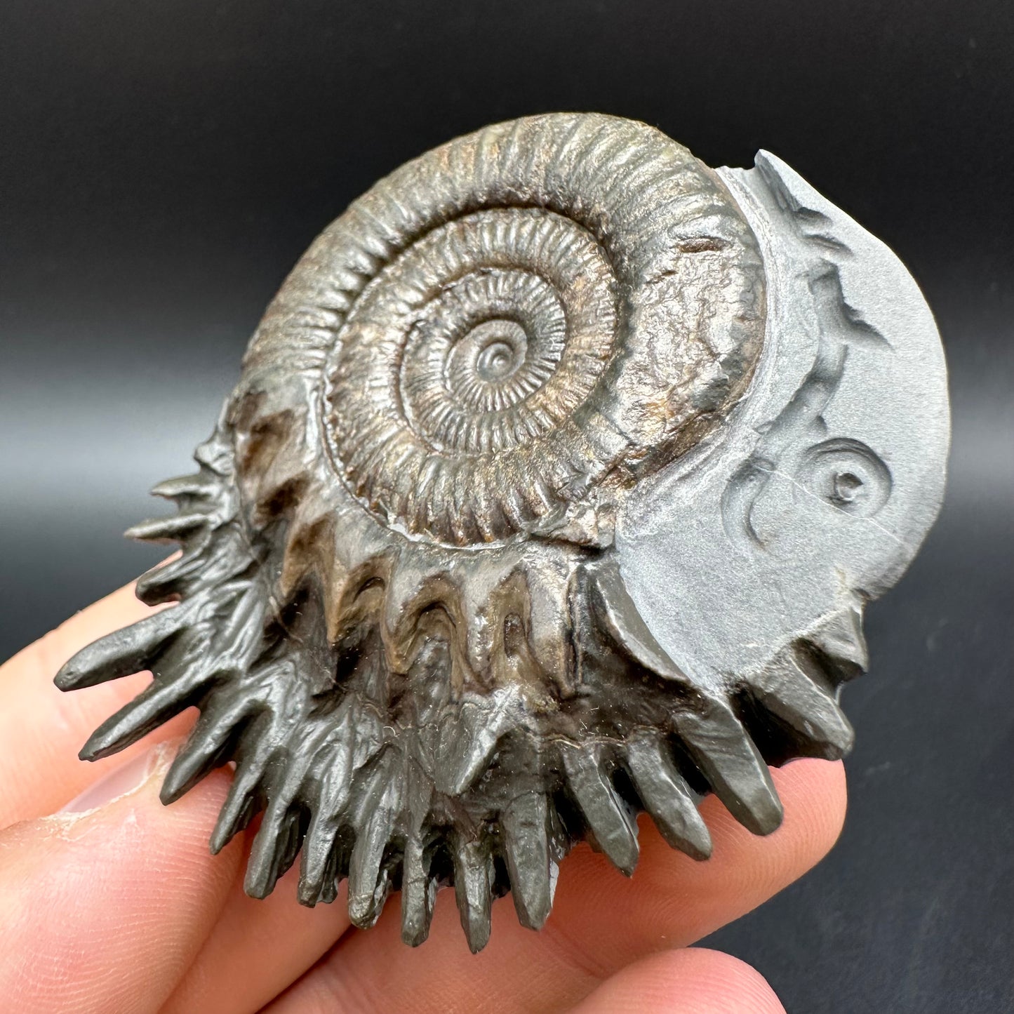 Snakestone Ammonite Fossil With Bag/Box And Stand - Whitby, North Yorkshire Jurassic Coast Yorkshire Fossils