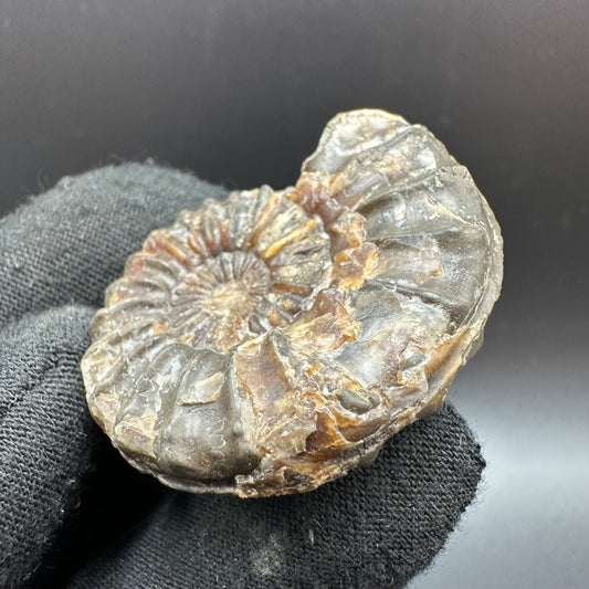 Pleuroceras paucicostatum ammonite fossil with box and stand - Whitby, North Yorkshire Jurassic Coast Yorkshire Fossils