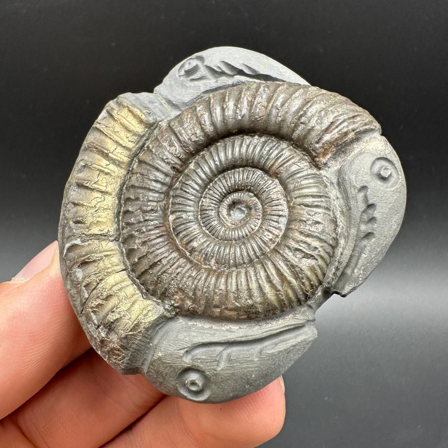 Hydra Snakestone Ammonite Fossil With Bag/Box And Stand - Whitby, North Yorkshire Jurassic Coast Yorkshire Fossils