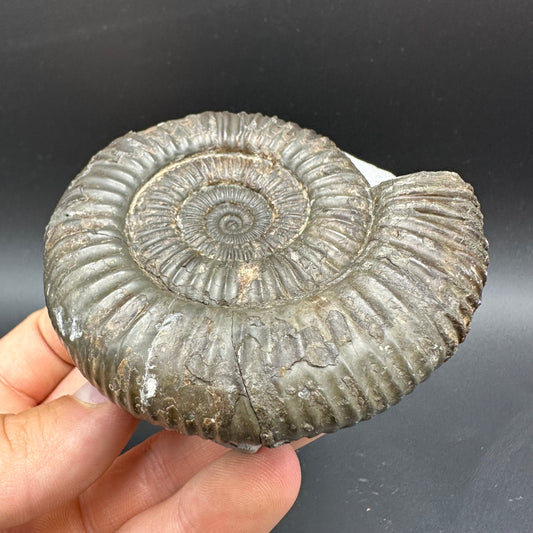 Dactylioceras Ammonite Fossil With box and Stand - Whitby, North Yorkshire Jurassic Coast Yorkshire Fossils