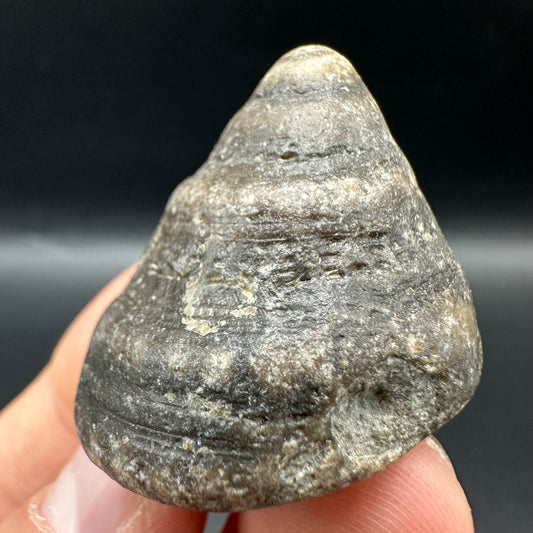 Gastropod Shell Fossil With Box And Stand - Whitby, North Yorkshire, Jurassic Coast, Yorkshire Fossils