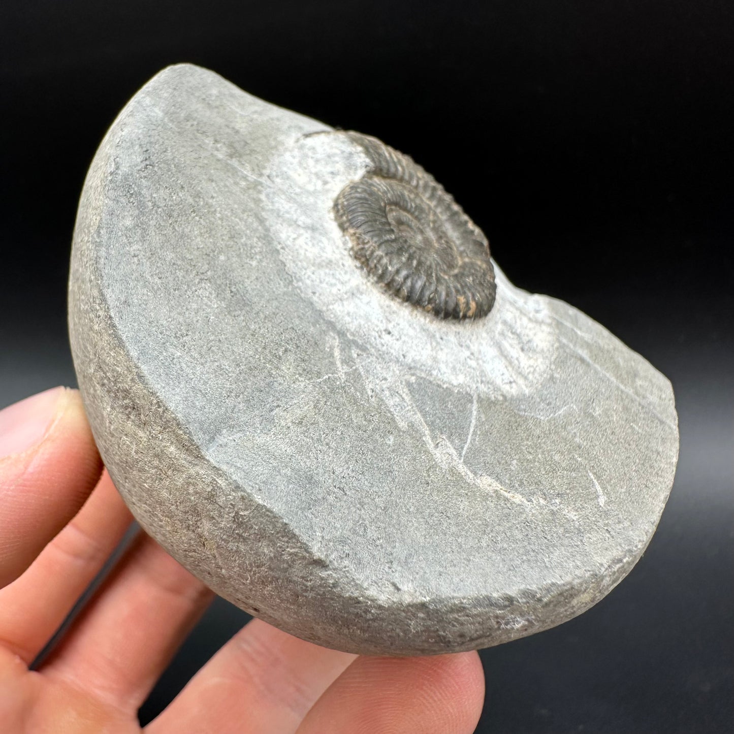 Dactylioceras Ammonite Fossil With Box And Stand - Whitby, North Yorkshire Jurassic Coast Yorkshire Fossils