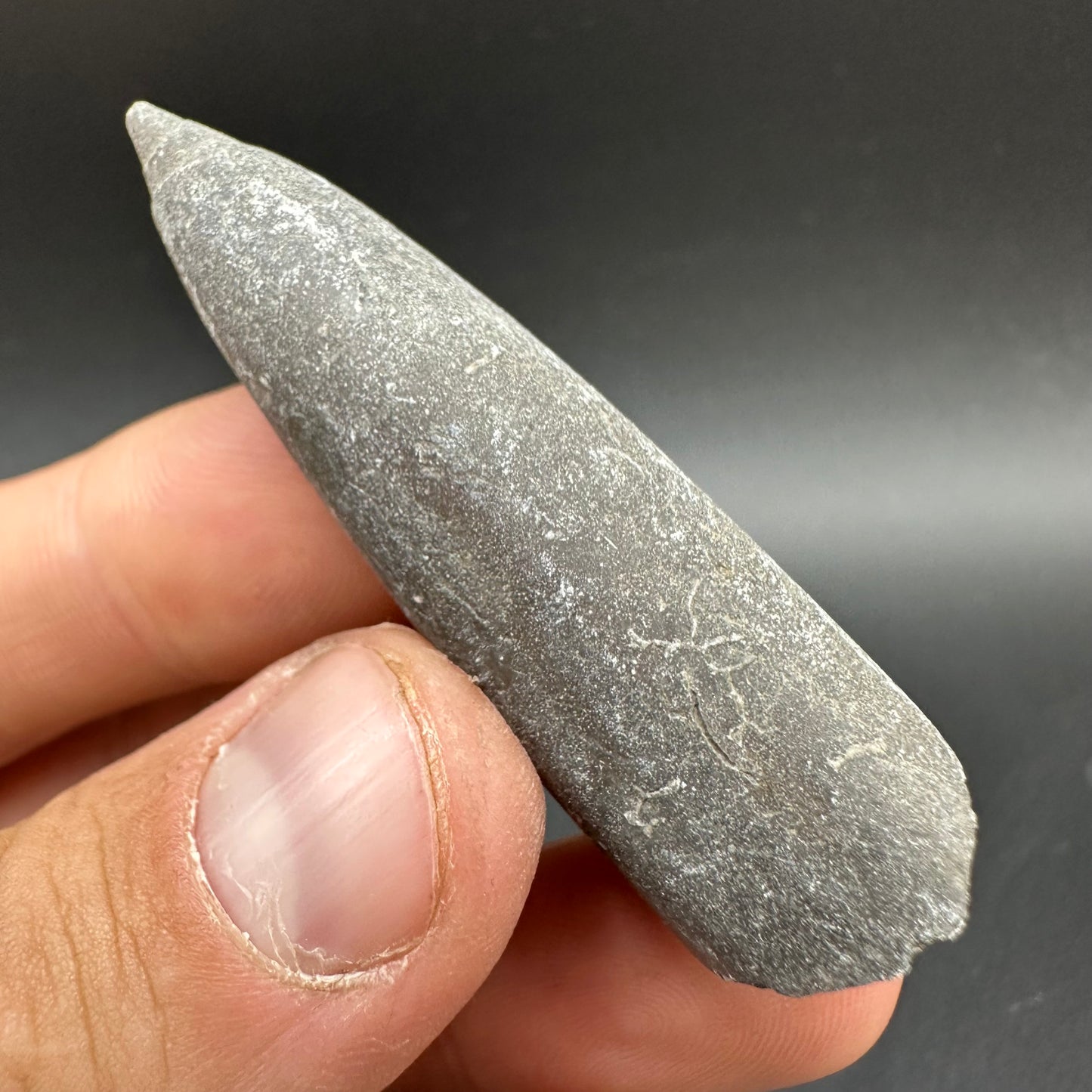 Belemnite (Fossil Squid) shell fossil - Whitby, North Yorkshire Jurassic Coast Yorkshire Fossils