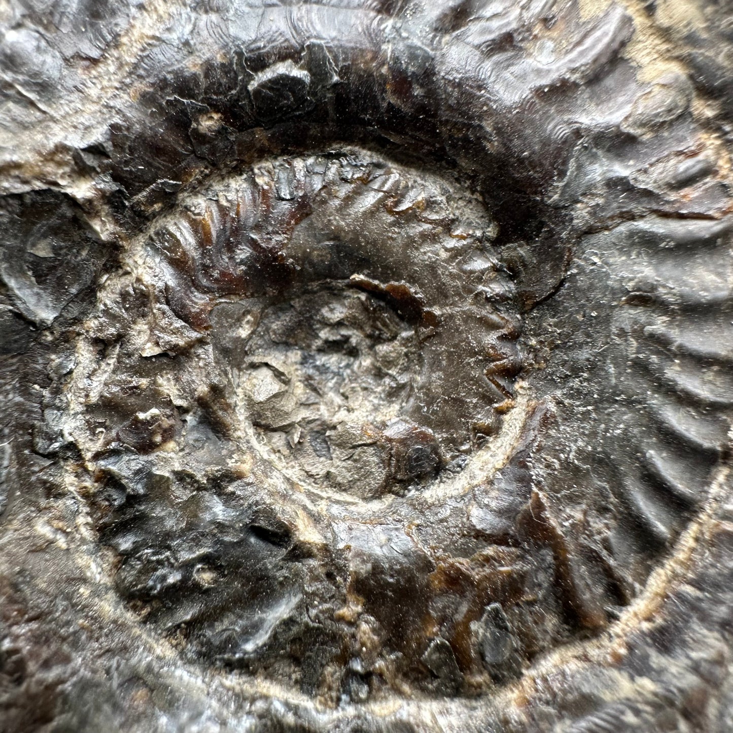 Hildoceras lusitanicum Ammonite fossil with stand - Whitby, North Yorkshire, Jurassic Coast, Yorkshire Fossils from the Jurassic Coast