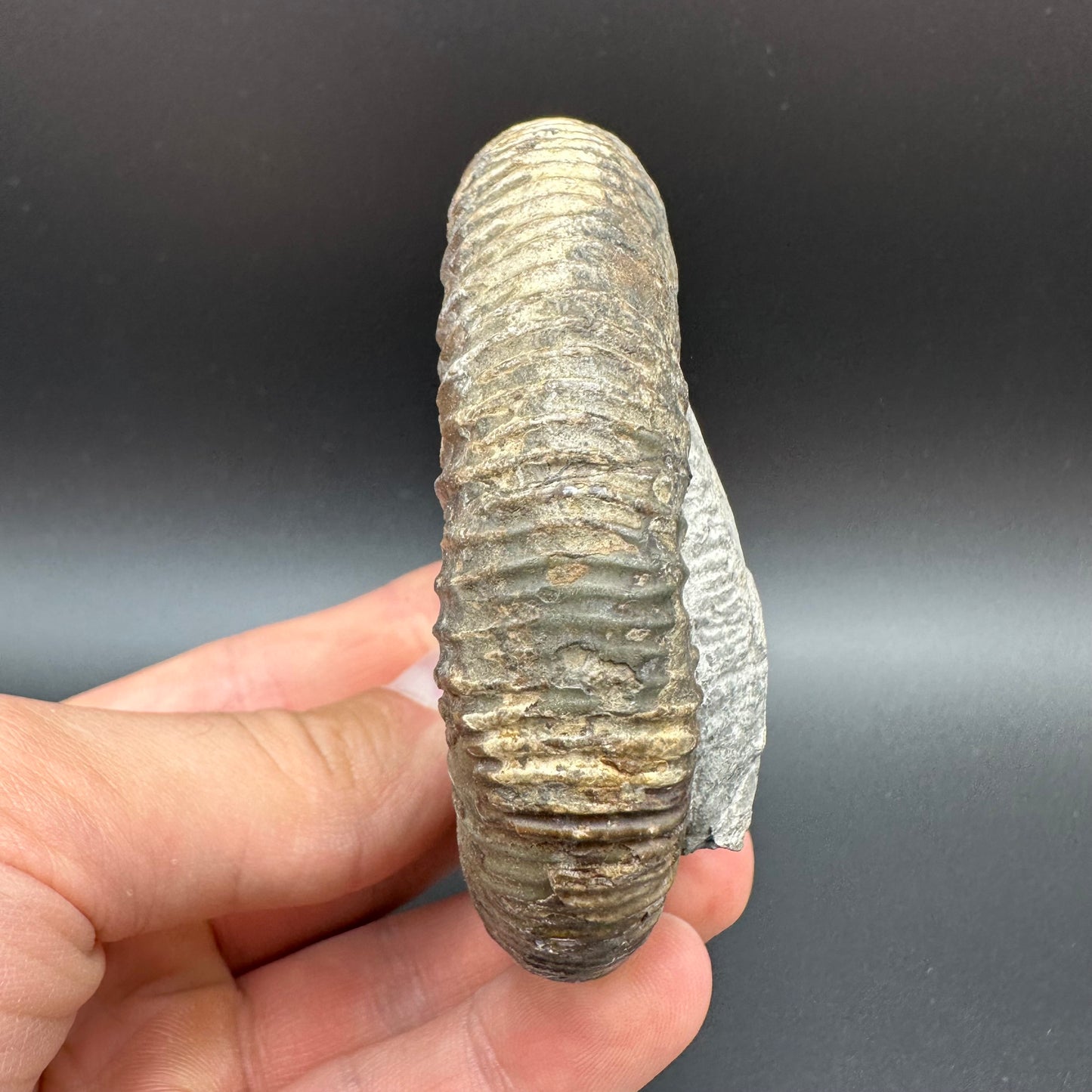 Dactylioceras Ammonite Fossil With Box And Stand - Whitby, North Yorkshire Jurassic Coast Yorkshire Fossils