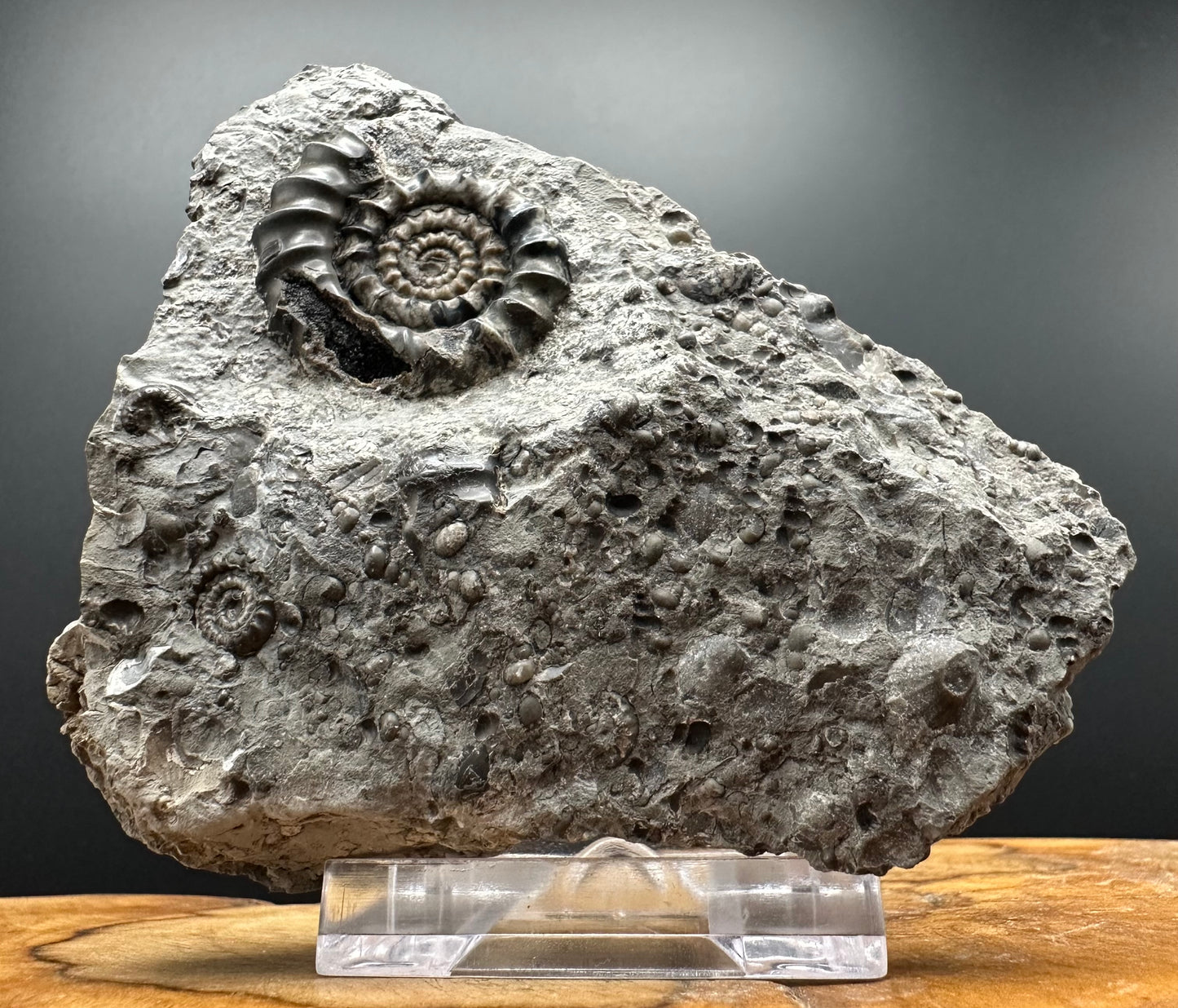 Gagaticeras Ammonite fossil with box and stand - Whitby, North Yorkshire Jurassic Coast Yorkshire Fossils