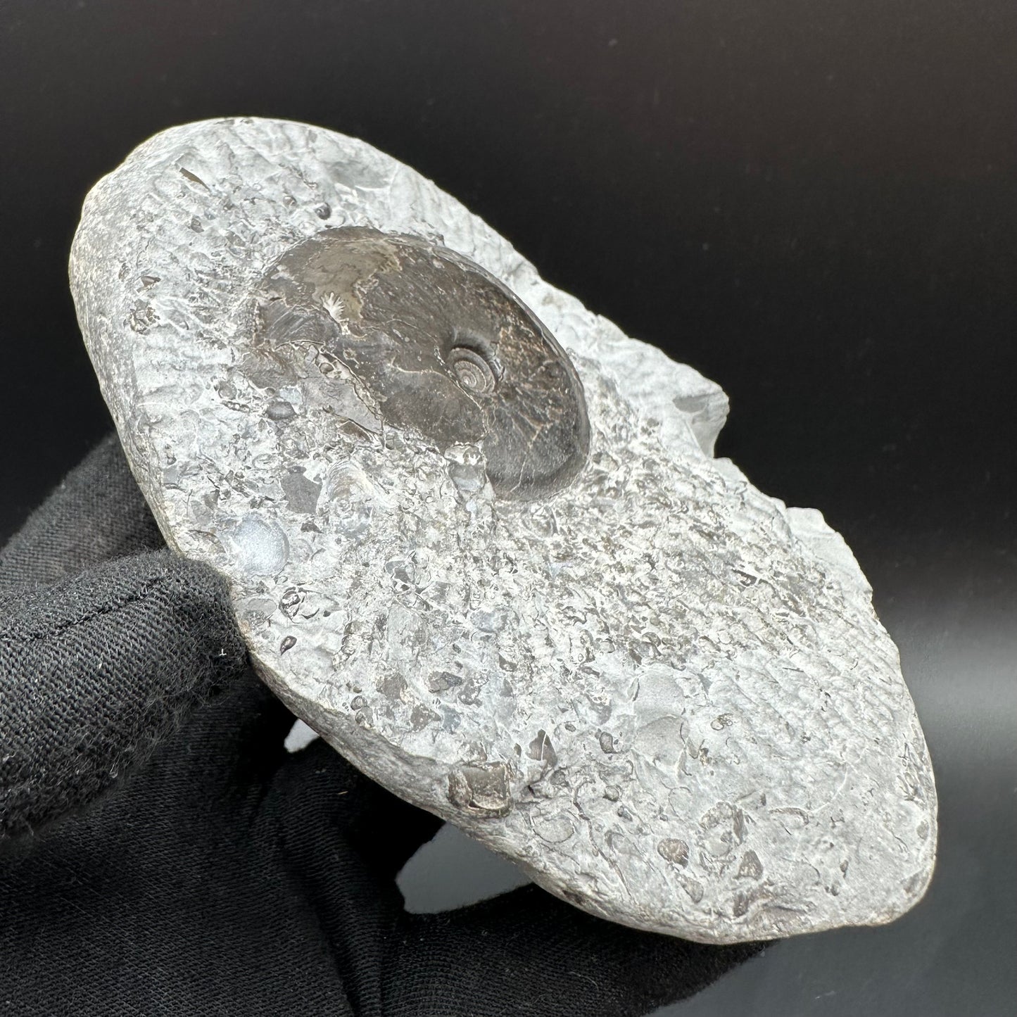 Oxynoticeras ammonite fossil with box and stand - Whitby, North Yorkshire Jurassic Coast Yorkshire Fossils