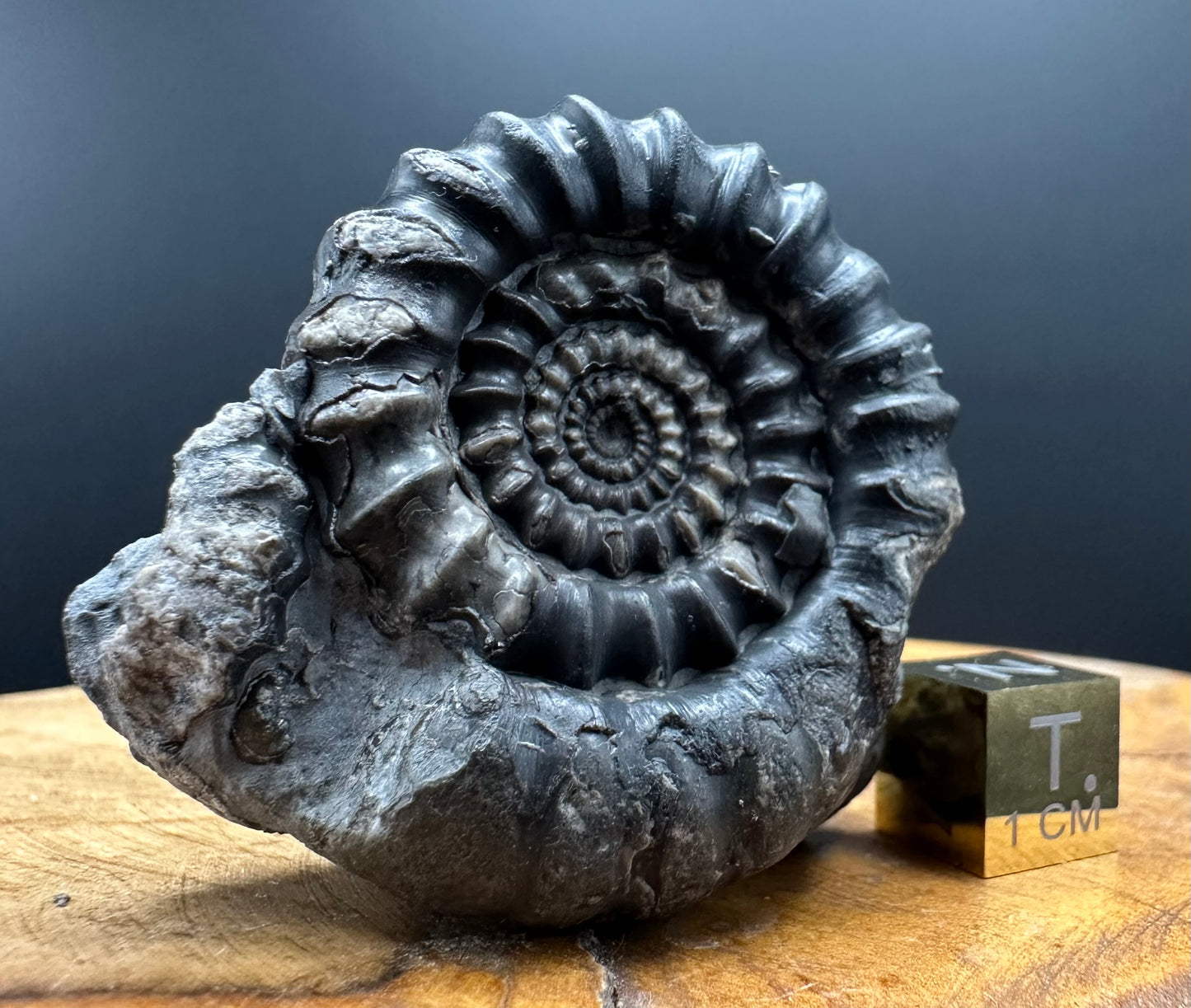 Gagaticeras Ammonite fossil with box and stand - Whitby, North Yorkshire Jurassic Coast Yorkshire Fossils
