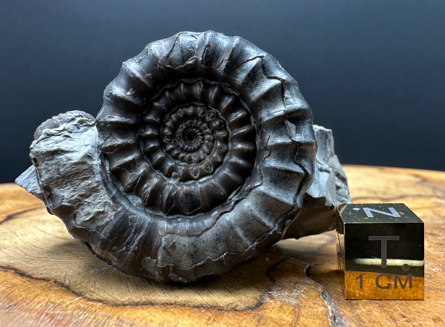 Gagaticeras Ammonite fossil with box and stand - Whitby, North Yorkshire Jurassic Coast Yorkshire Fossils