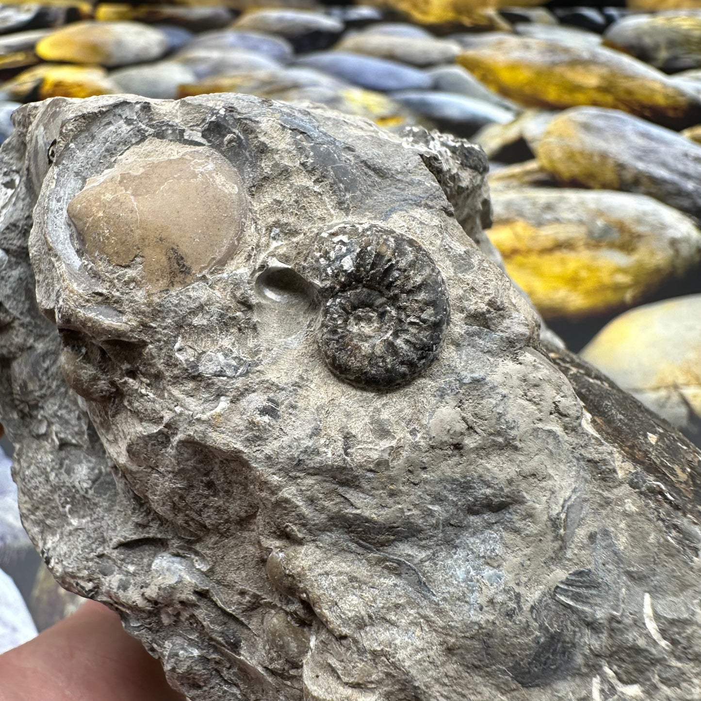 Amaltheus subnodosus ammonite fossil - Whitby, North Yorkshire Jurassic Coast, Yorkshire Fossils