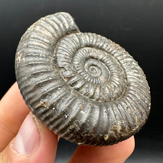 Dactylioceras Ammonite Fossil With box and Stand - Whitby, North Yorkshire Jurassic Coast Yorkshire Fossils