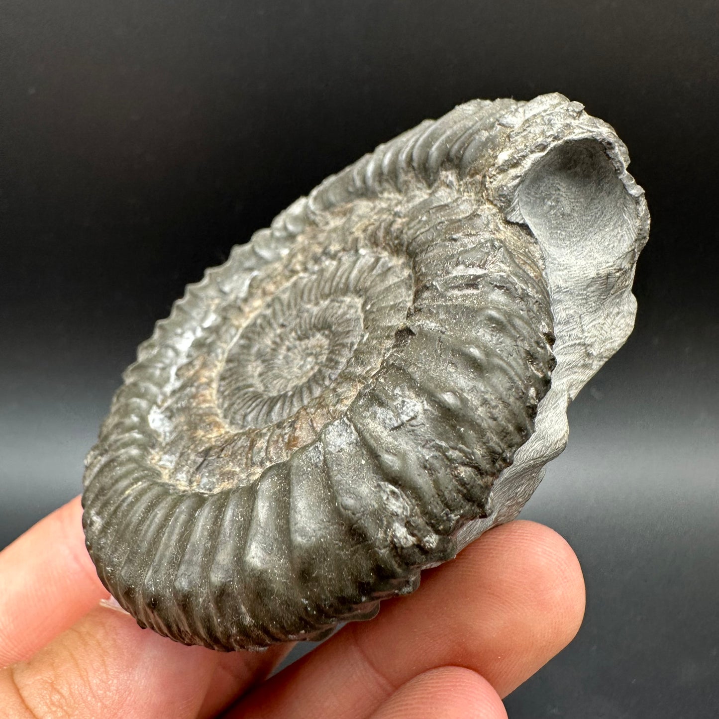 Peronoceras fibulatum Ammonite fossil with box and stand - Whitby, North Yorkshire Jurassic Coast Yorkshire Fossils