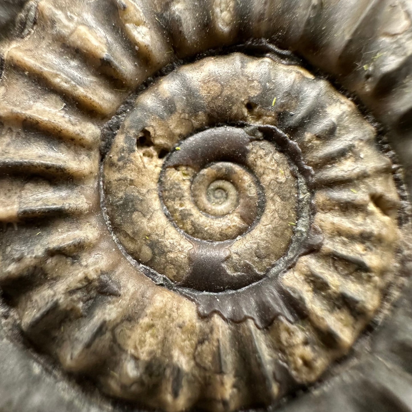 Arnioceras ammonite shell fossil with box and stand - Whitby, North Yorkshire Jurassic Coast Yorkshire Fossils