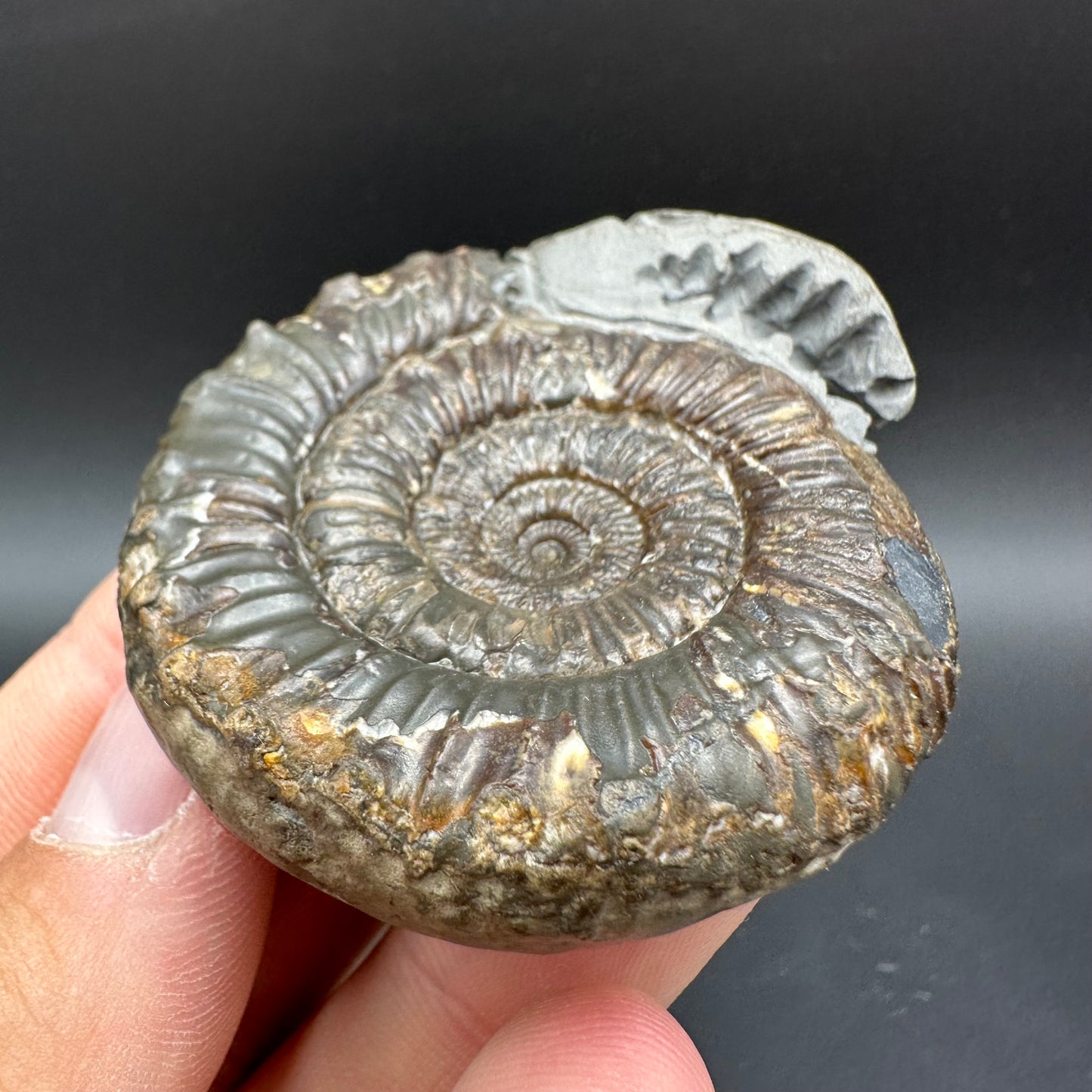 Snakestone Ammonite Fossil With Bag/Box And Stand - Whitby, North Yorkshire Jurassic Coast Yorkshire Fossils