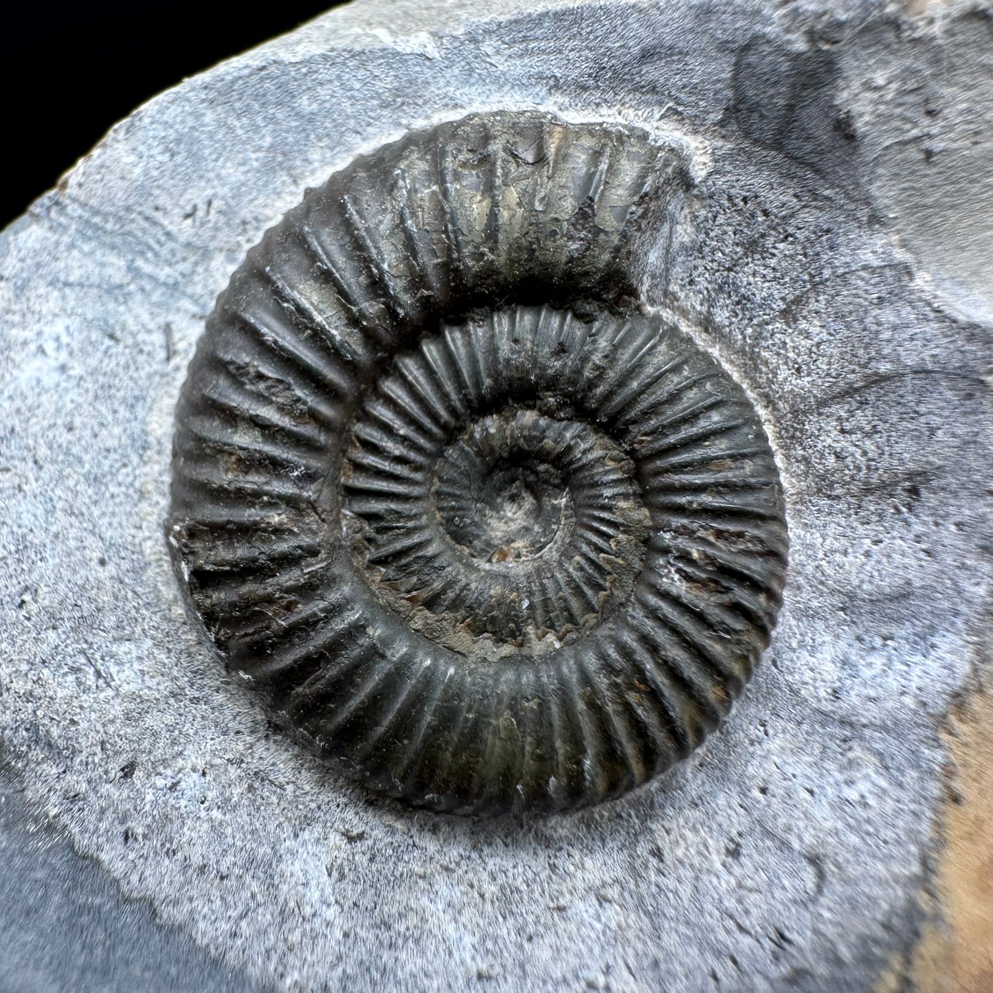 Dactylioceras Ammonite Fossil With Box And Stand - Whitby, North Yorkshire Jurassic Coast Yorkshire Fossils