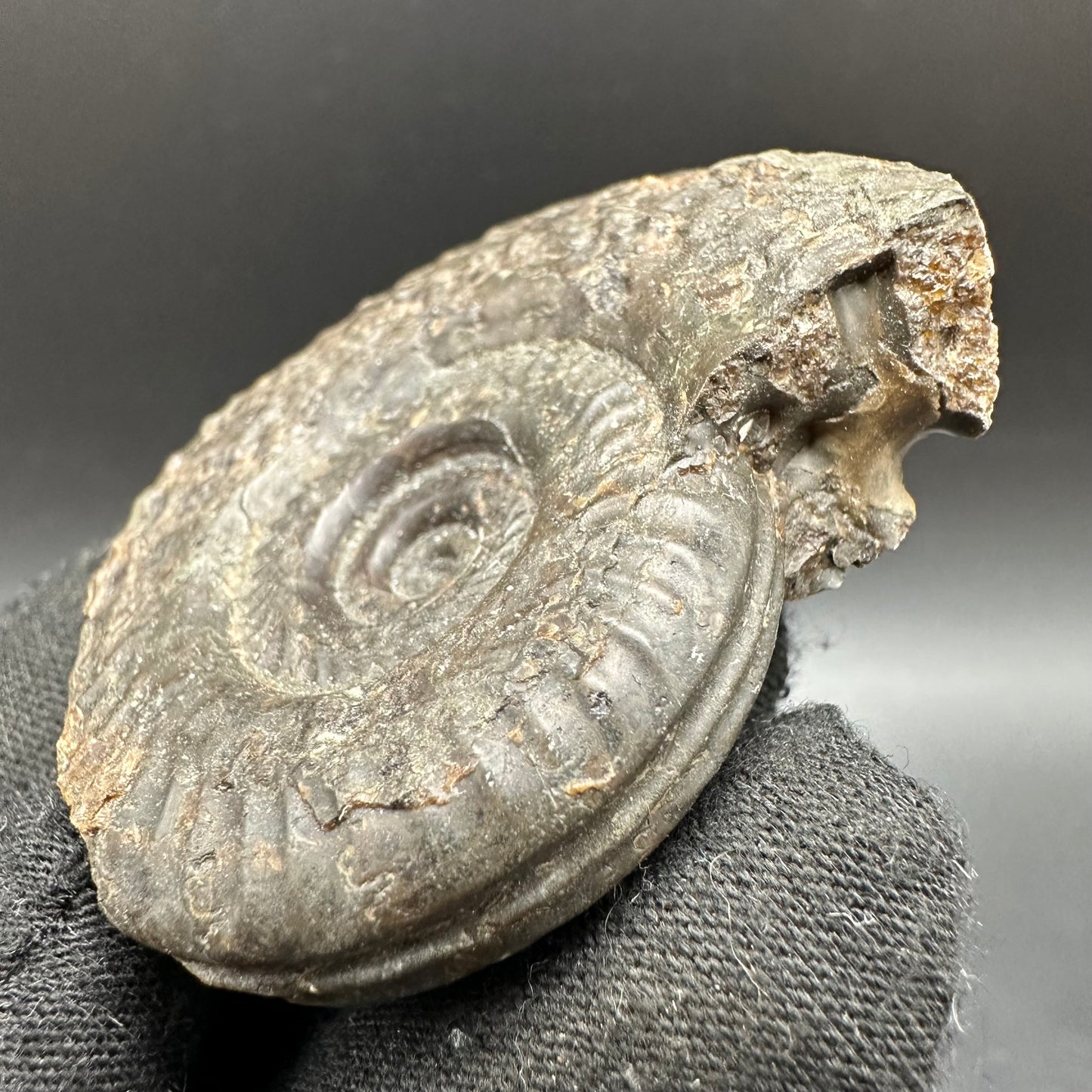 Hildoceras lusitanicum Ammonite fossil with box and stand - Whitby, North Yorkshire, Jurassic Coast, Yorkshire Fossils from the Jurassic Coast