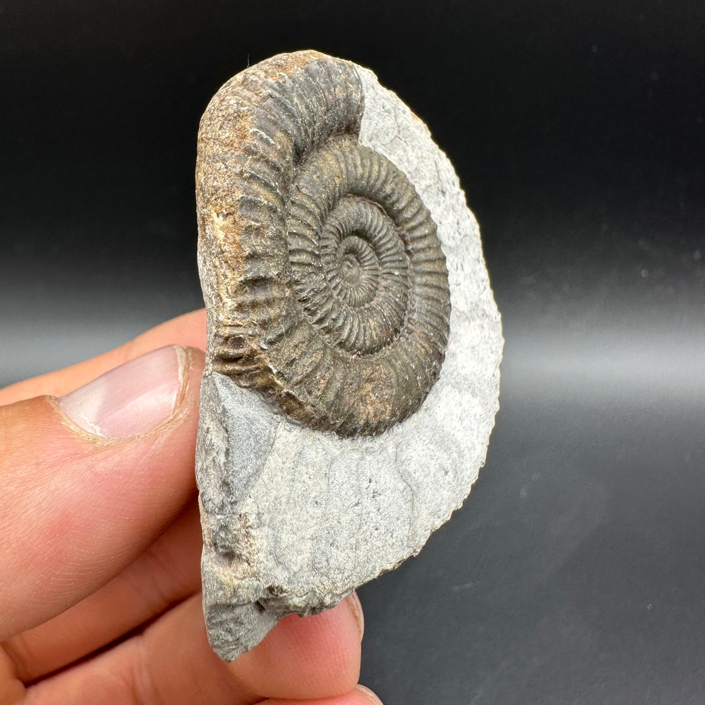 Dactylioceras Ammonite Fossil With Box And Stand - Whitby, North Yorkshire Jurassic Coast Yorkshire Fossils