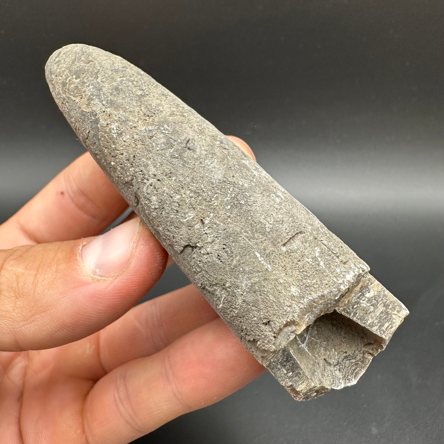 Belemnite (Fossil Squid) shell fossil with box and stand - Whitby, North Yorkshire Jurassic Coast Yorkshire Fossils