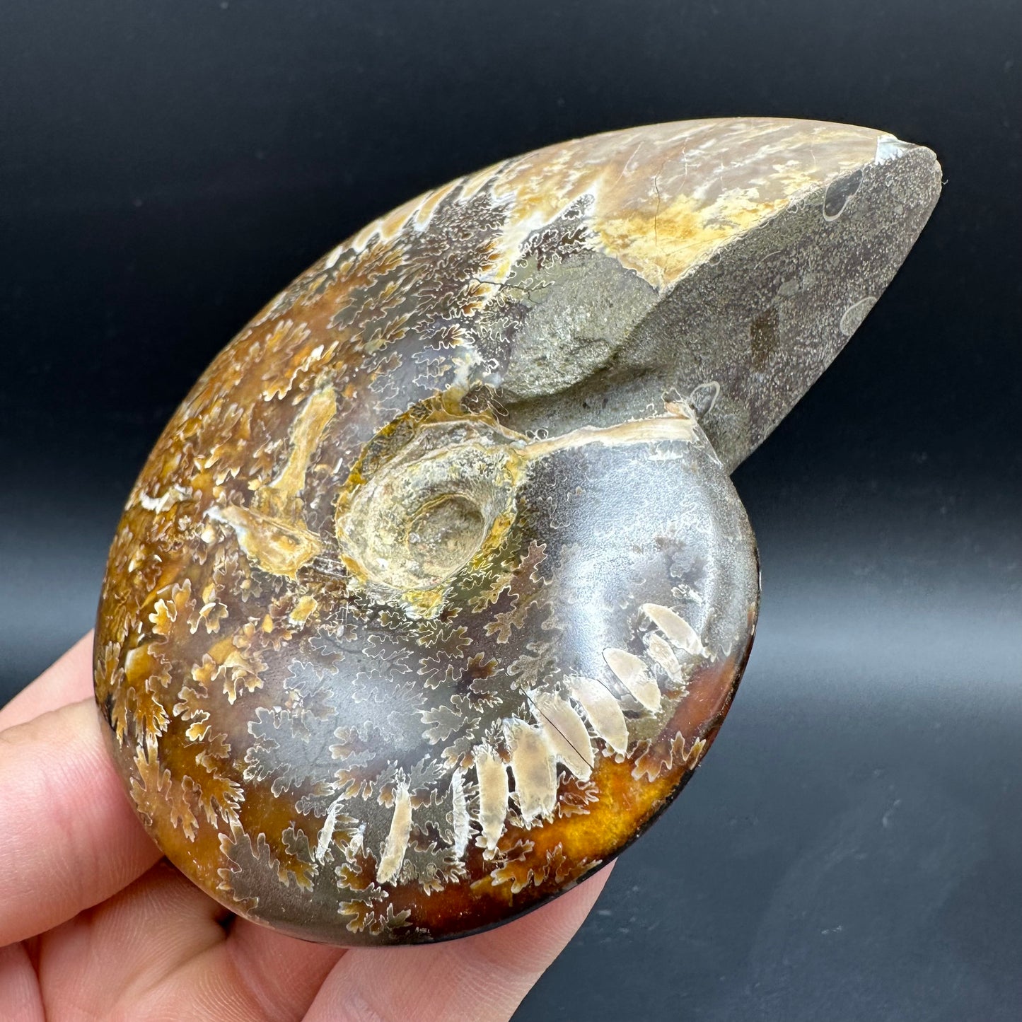 Cleoniceras Ammonite Fossil With Box And Stand - Cretaceous Ammonite Madagascar