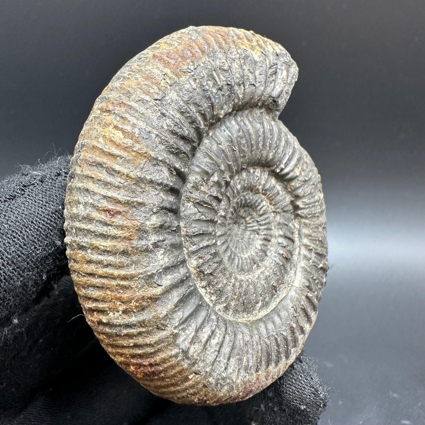 Catacoeloceras Sp. ammonite fossil with box and stand- Whitby, North Yorkshire Jurassic Coast Yorkshire Fossils