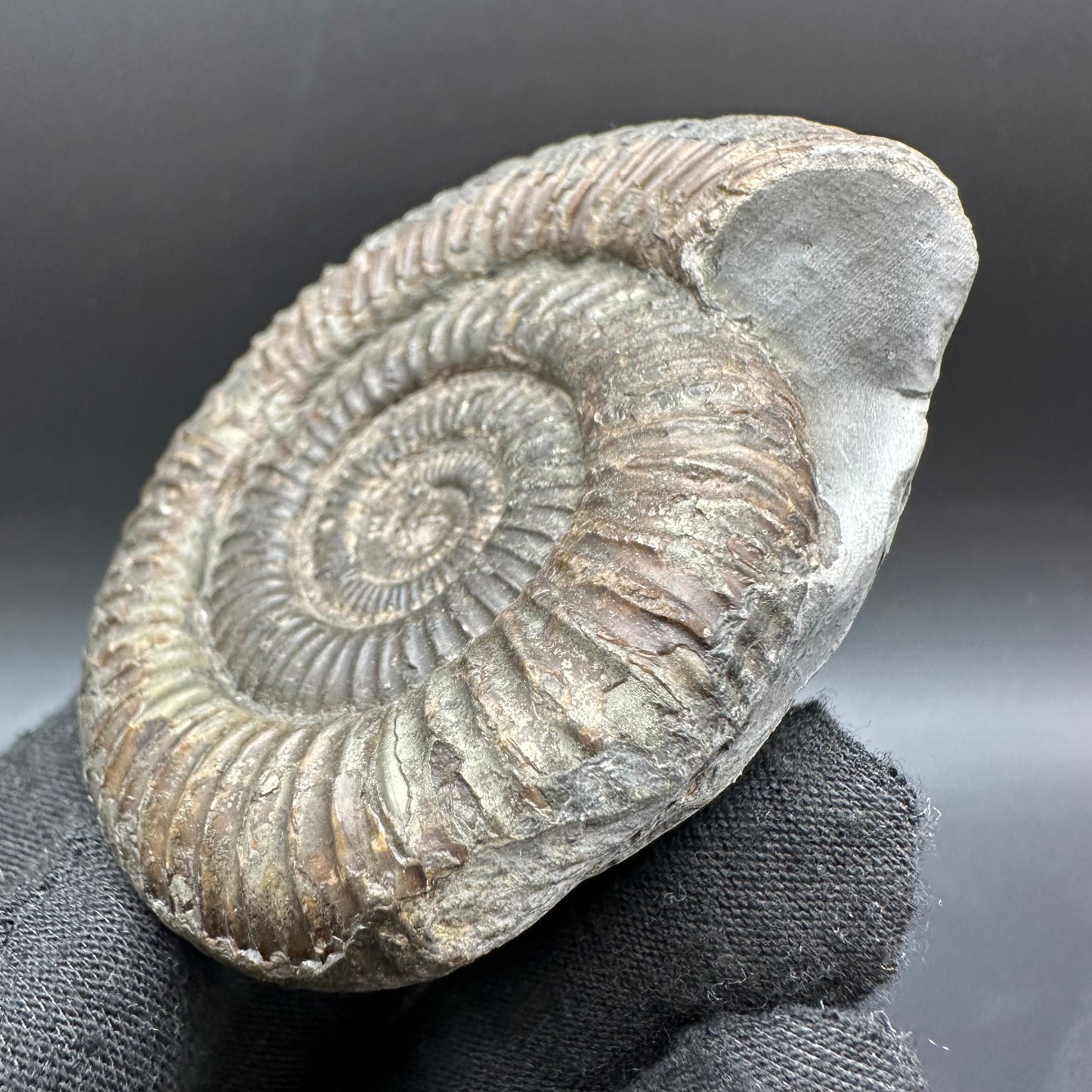 Dactylioceras Ammonite Fossil With Box And Stand - Whitby, North Yorkshire Jurassic Coast Yorkshire Fossils