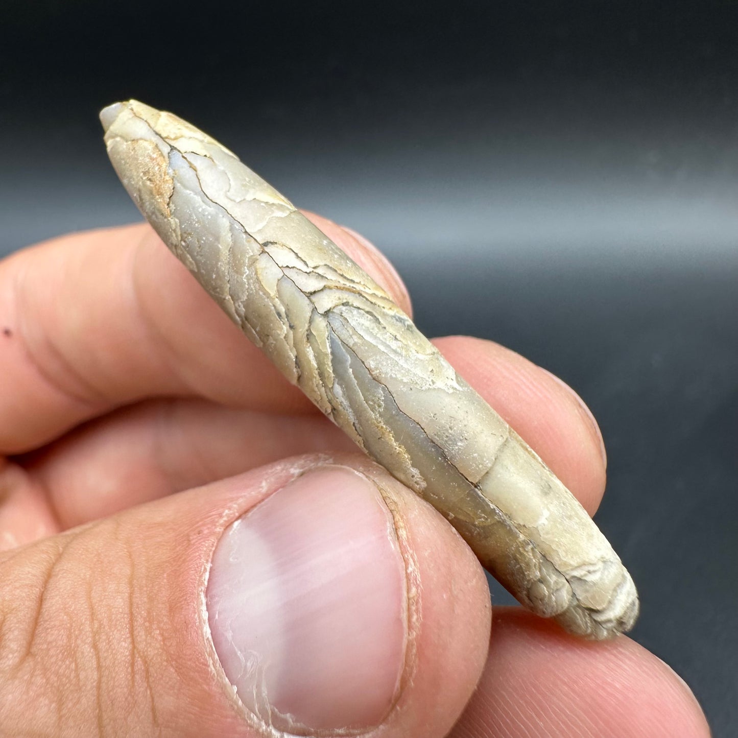 Hibolite (Fossil Squid) shell fossil - Whitby, North Yorkshire Jurassic Coast Yorkshire Fossils