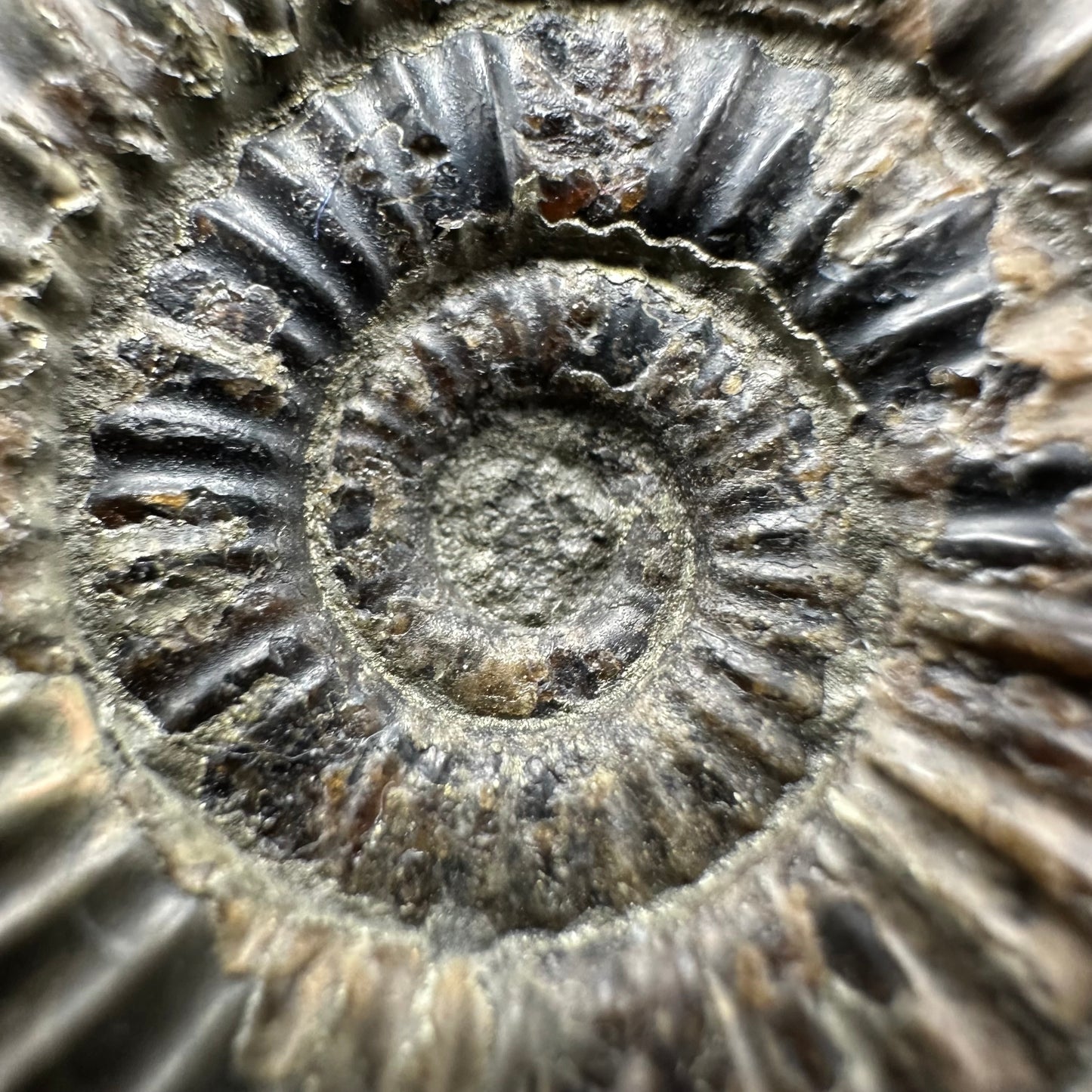 Dactylioceras semicelatum Ammonite fossil with box and stand - Whitby, North Yorkshire Jurassic Coast Yorkshire Fossils