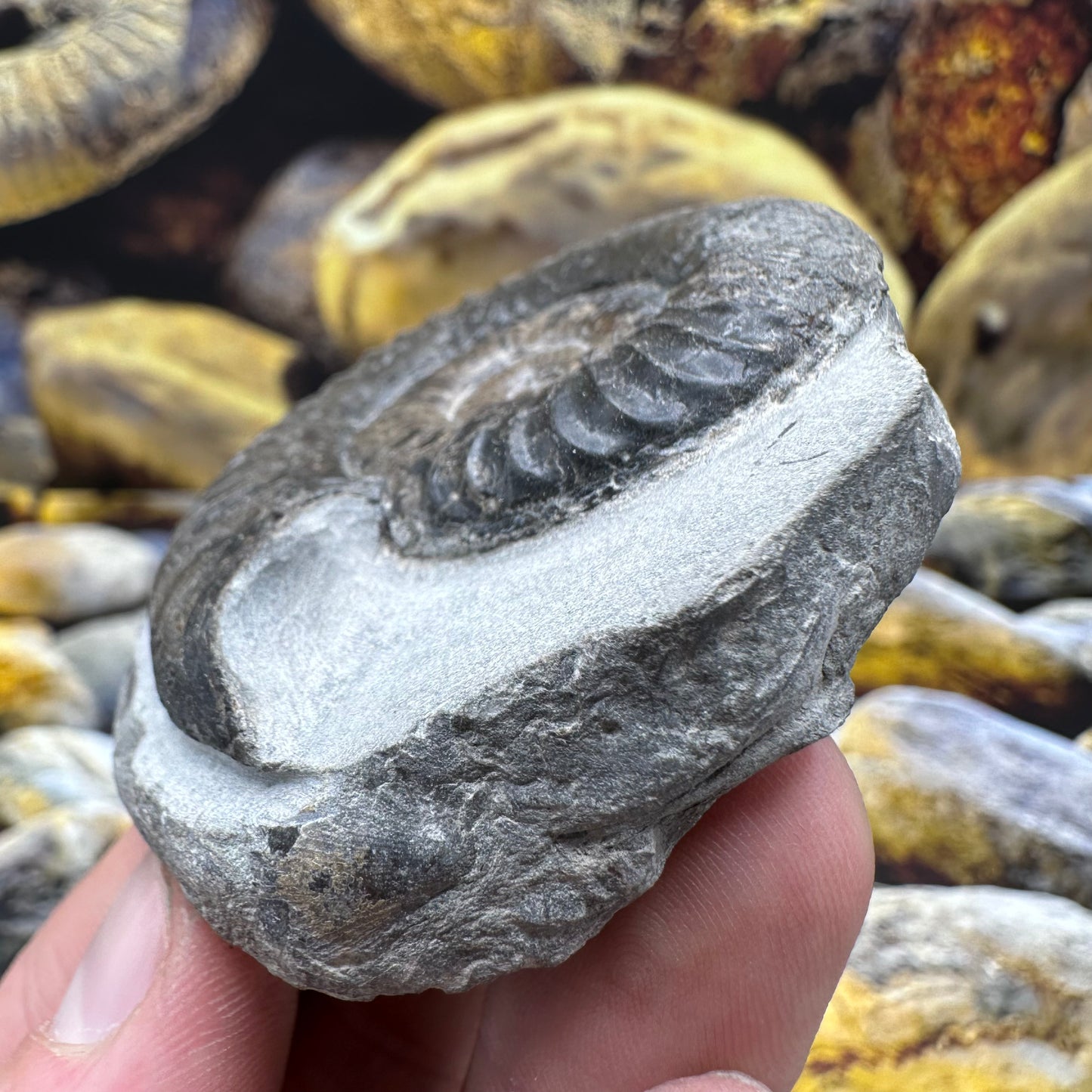 Grammoceras thoaurense ammonite shell fossil - Whitby, North Yorkshire