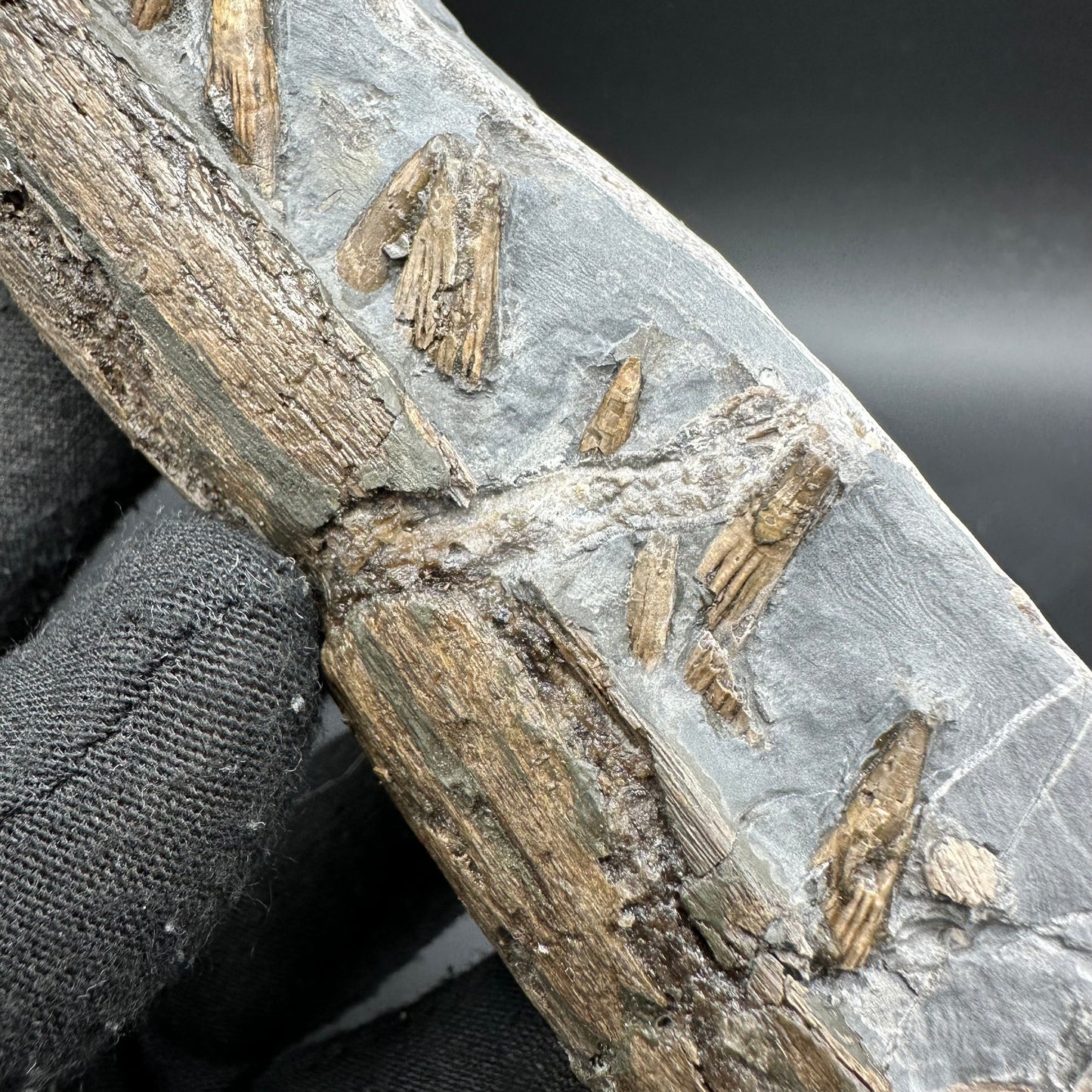Ichthyosaur Partial Jaw fossil - Whitby, North Yorkshire Jurassic Coast, Yorkshire fossils