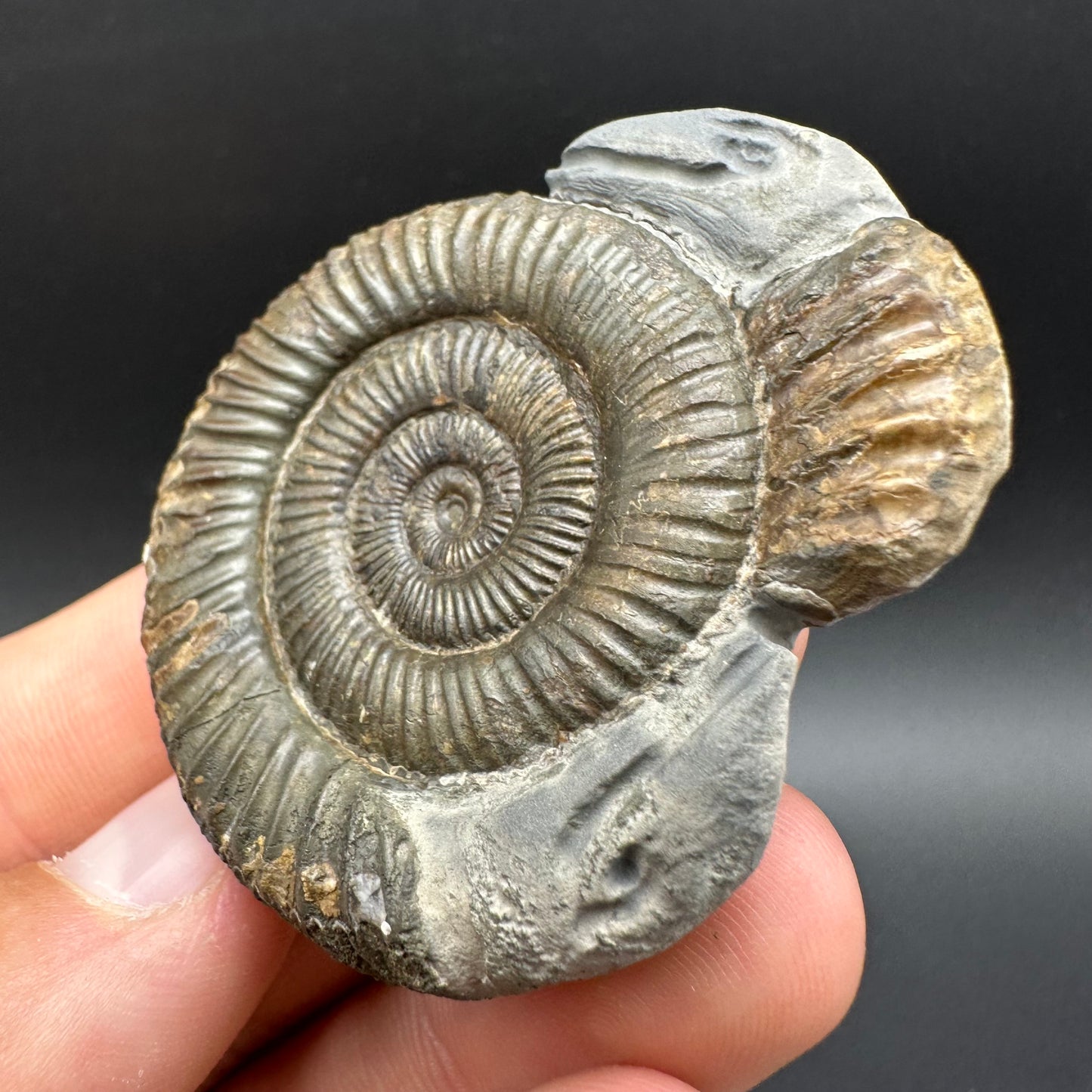 Hydra Snakestone Ammonite Fossil With Bag/Box And Stand - Whitby, North Yorkshire Jurassic Coast Yorkshire Fossils