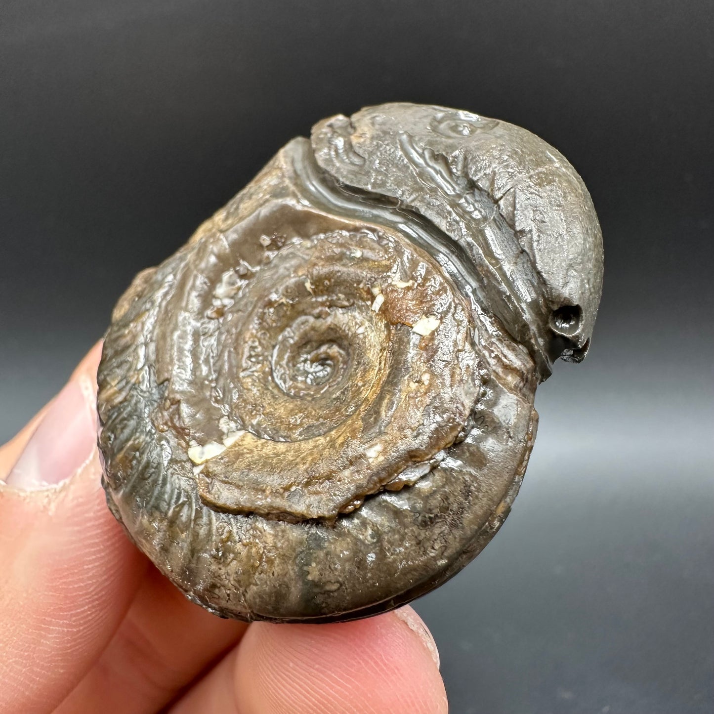 Snakestone Ammonite Fossil With Bag/Box And Stand - Whitby, North Yorkshire Jurassic Coast Yorkshire Fossils