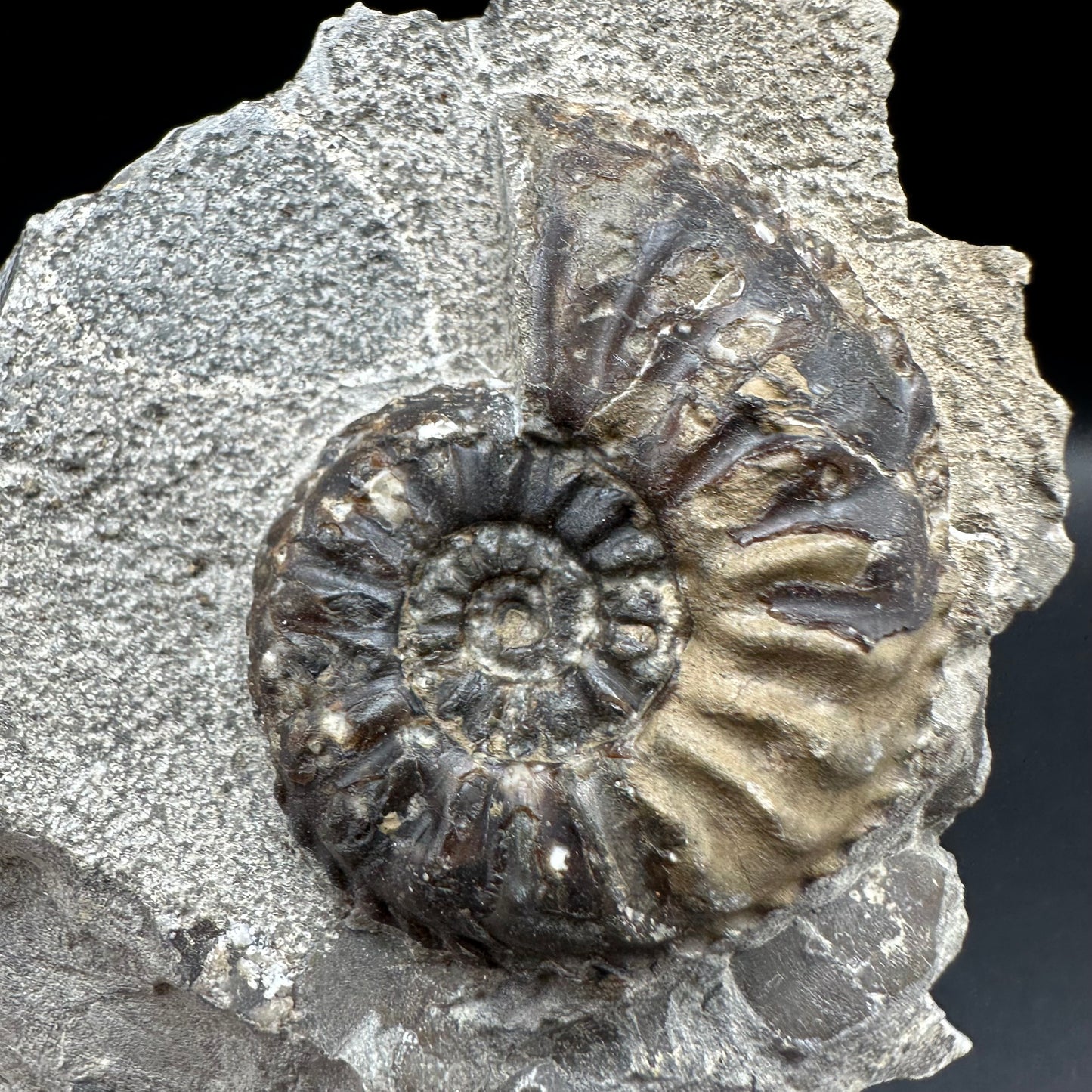 Amaltheus subnodosus Ammonite fossil with box and stand - Whitby, North Yorkshire Jurassic Coast Yorkshire Fossils