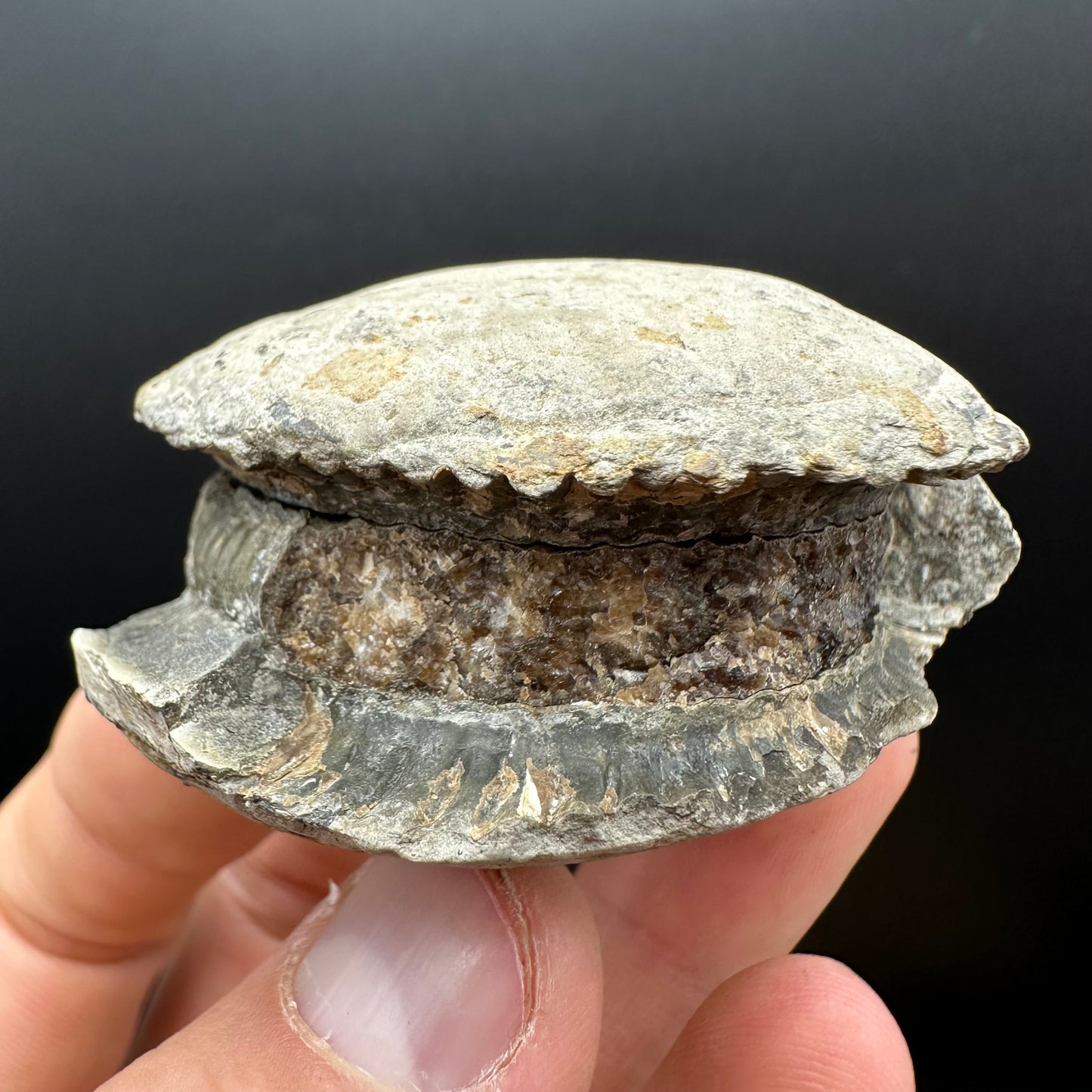 Dactylioceras Ammonite nodule (split pair) Fossil With Box And Stand - Whitby, North Yorkshire Jurassic Coast Yorkshire Fossils