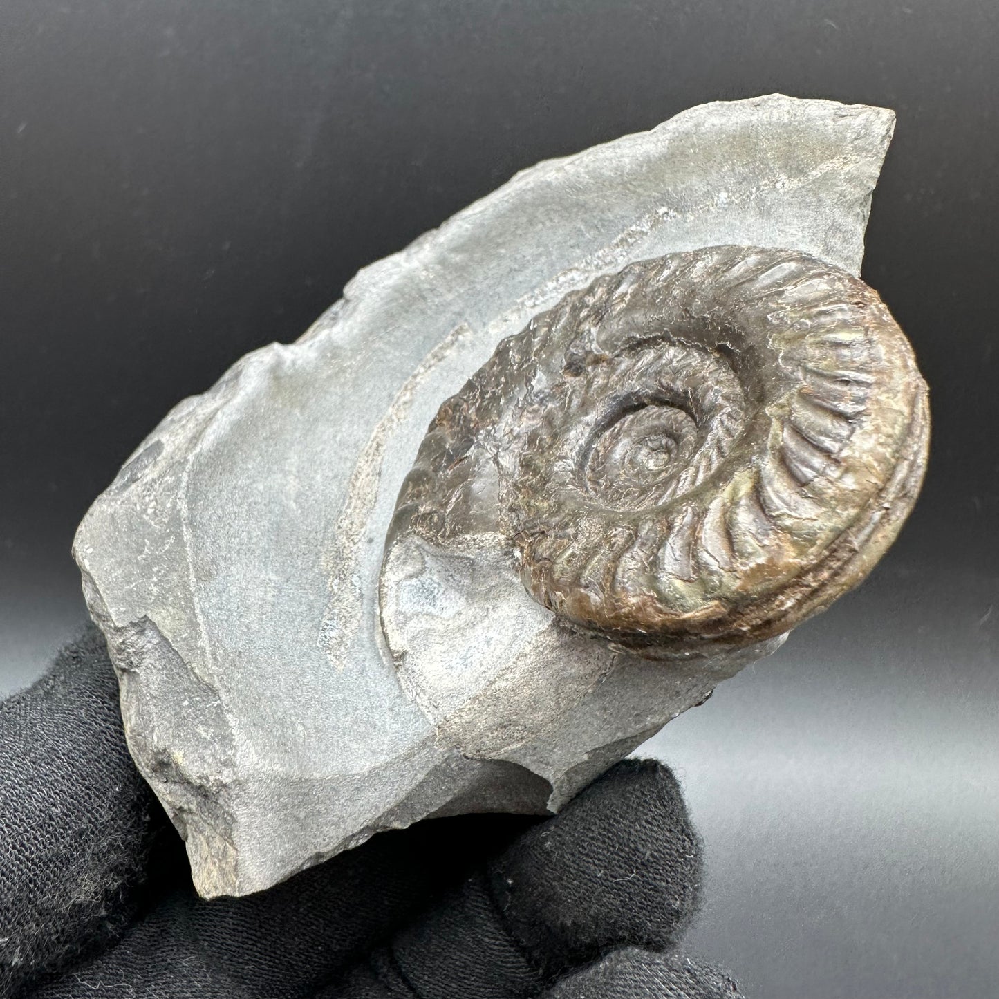 Hildoceras lusitanicum Ammonite fossil with box and stand - Whitby, North Yorkshire, Jurassic Coast, Yorkshire Fossils from the Jurassic Coast